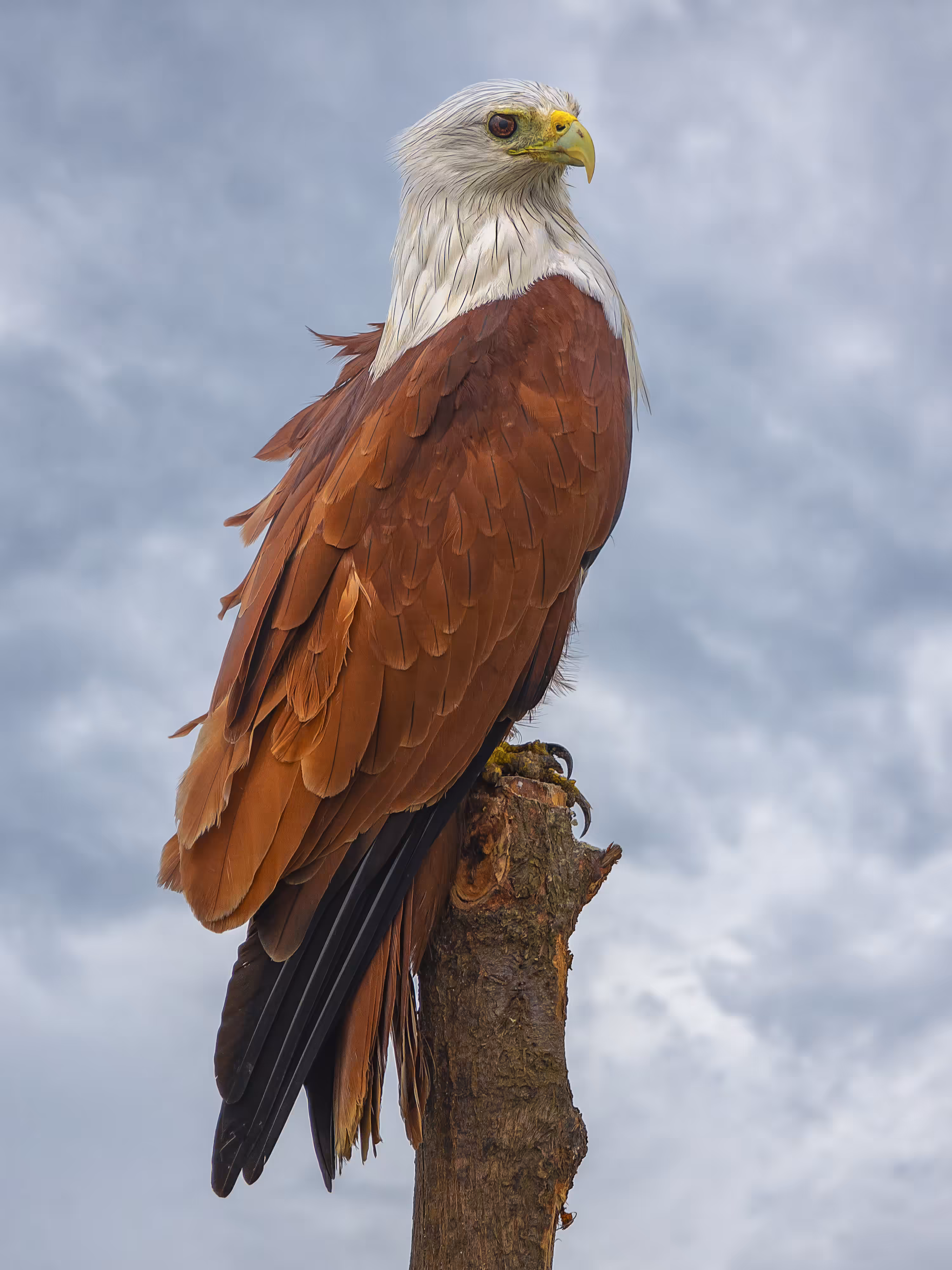 Majestic - Brahminy Kite