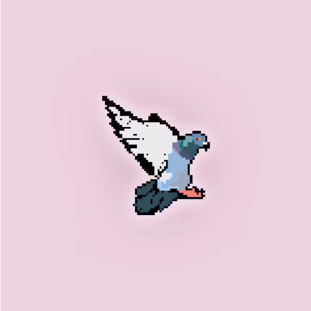 Columba livia domestica