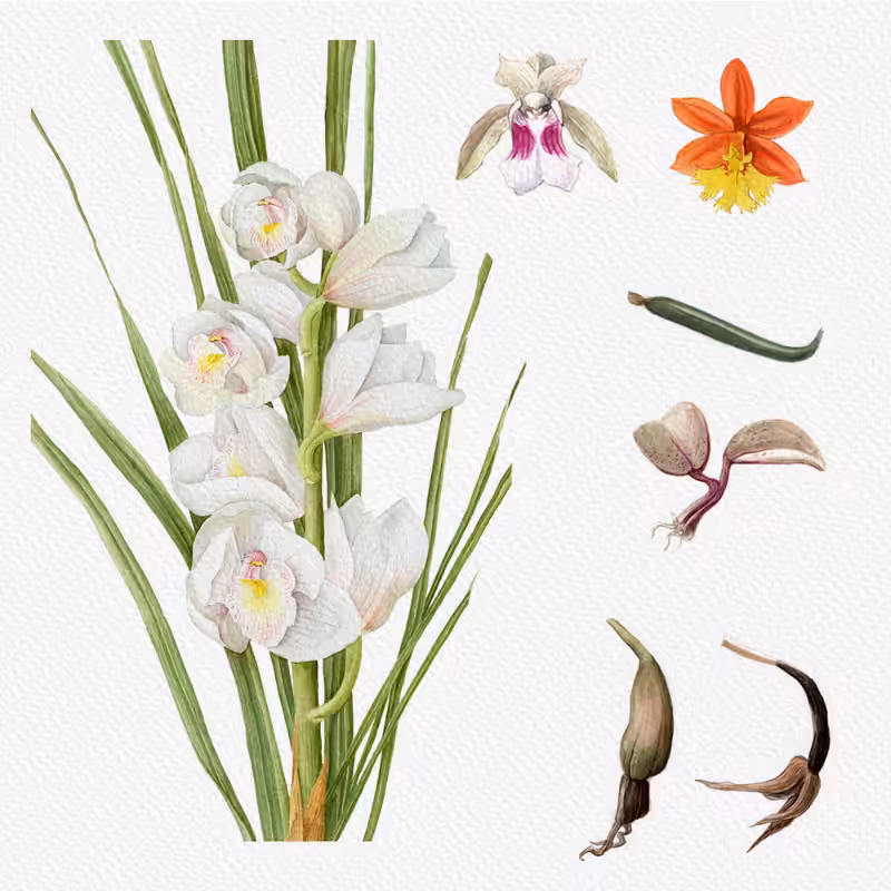 Botanical Illustration - Orchids 1 #12