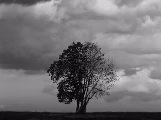 #2 - My family tree have strong roots