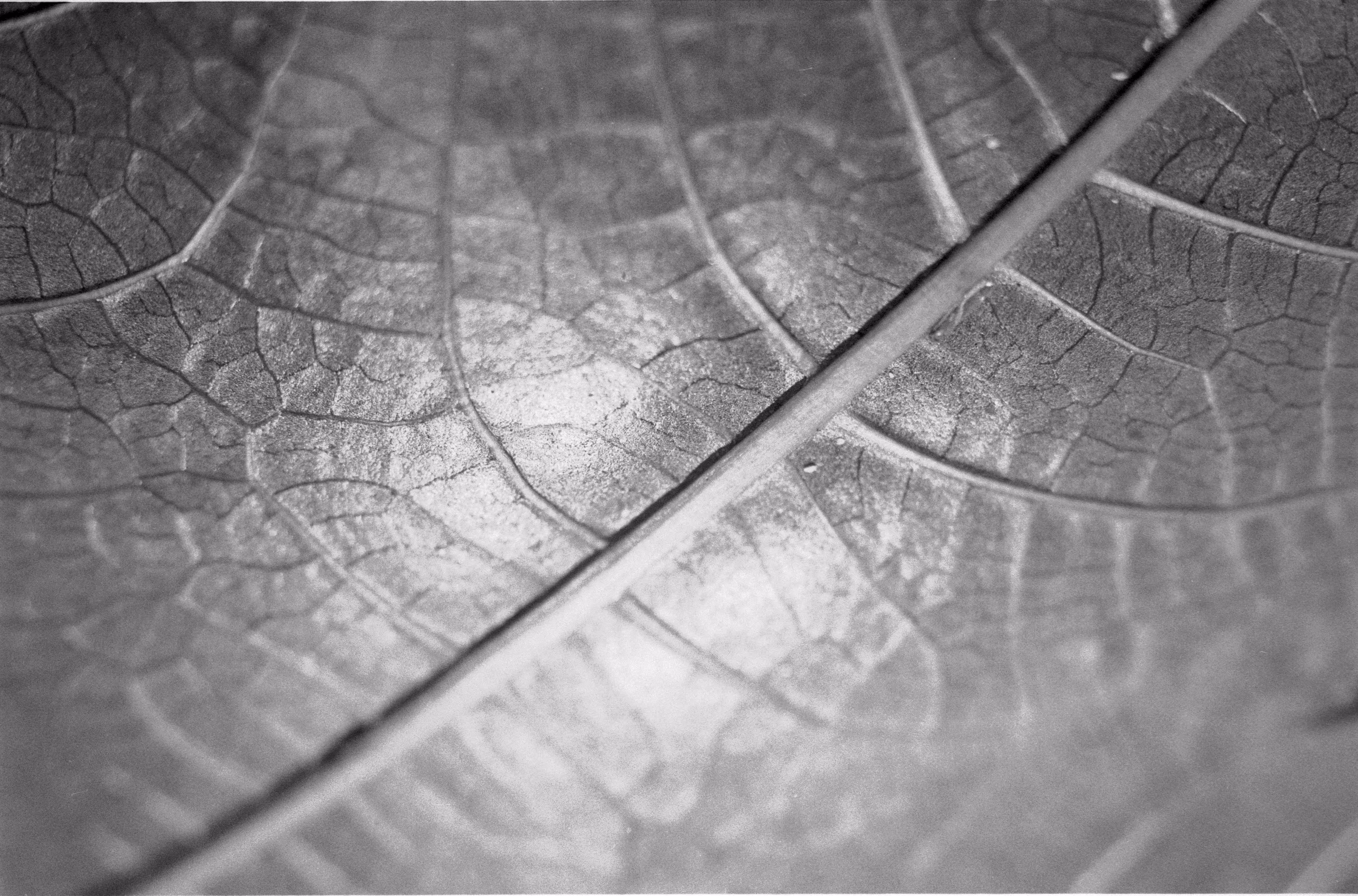 MACRO WITH CANON