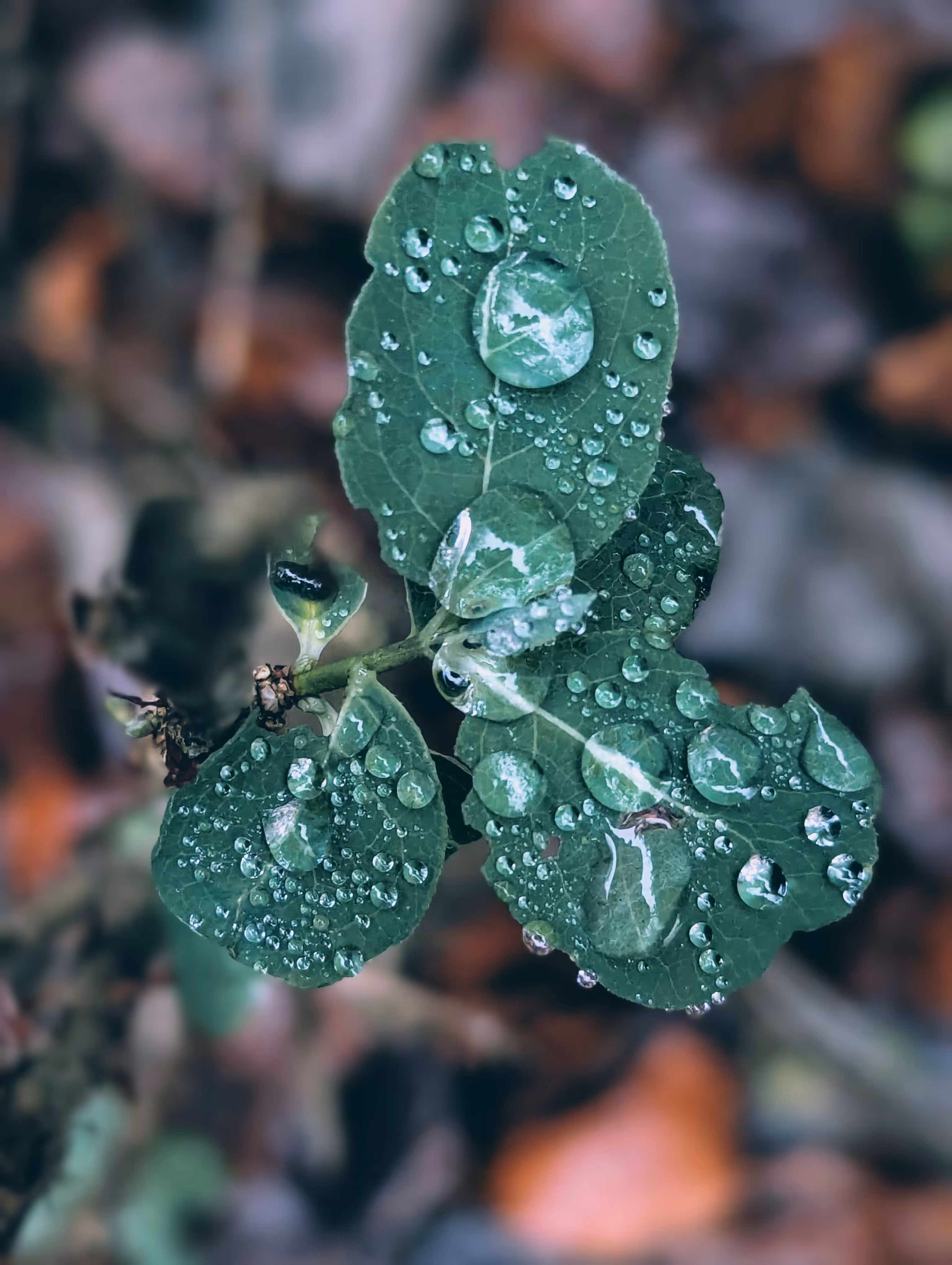 Luke_0x1 Photography : Festive green