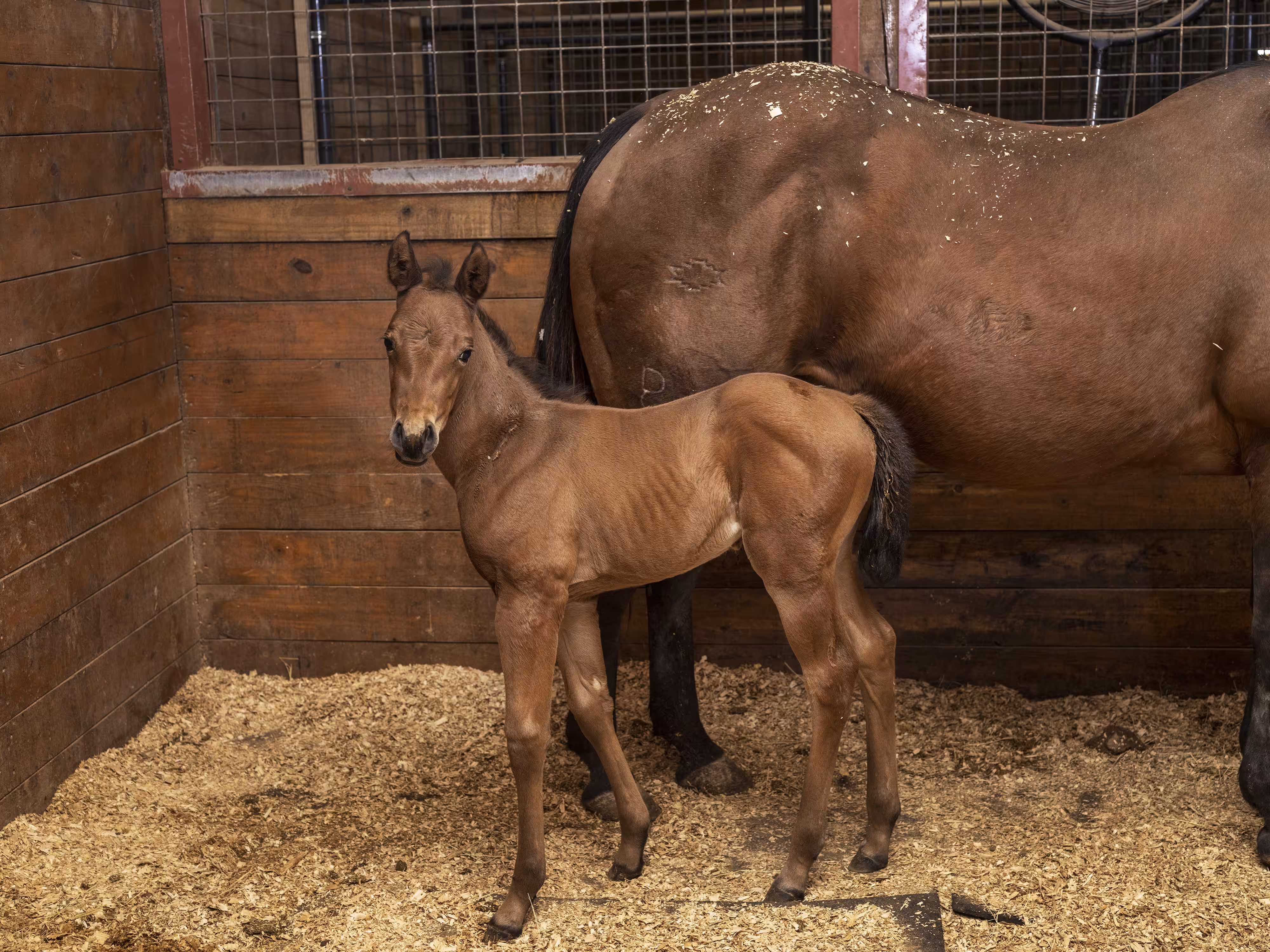 Whirlpool #42 Foal by Jim Goldberg
