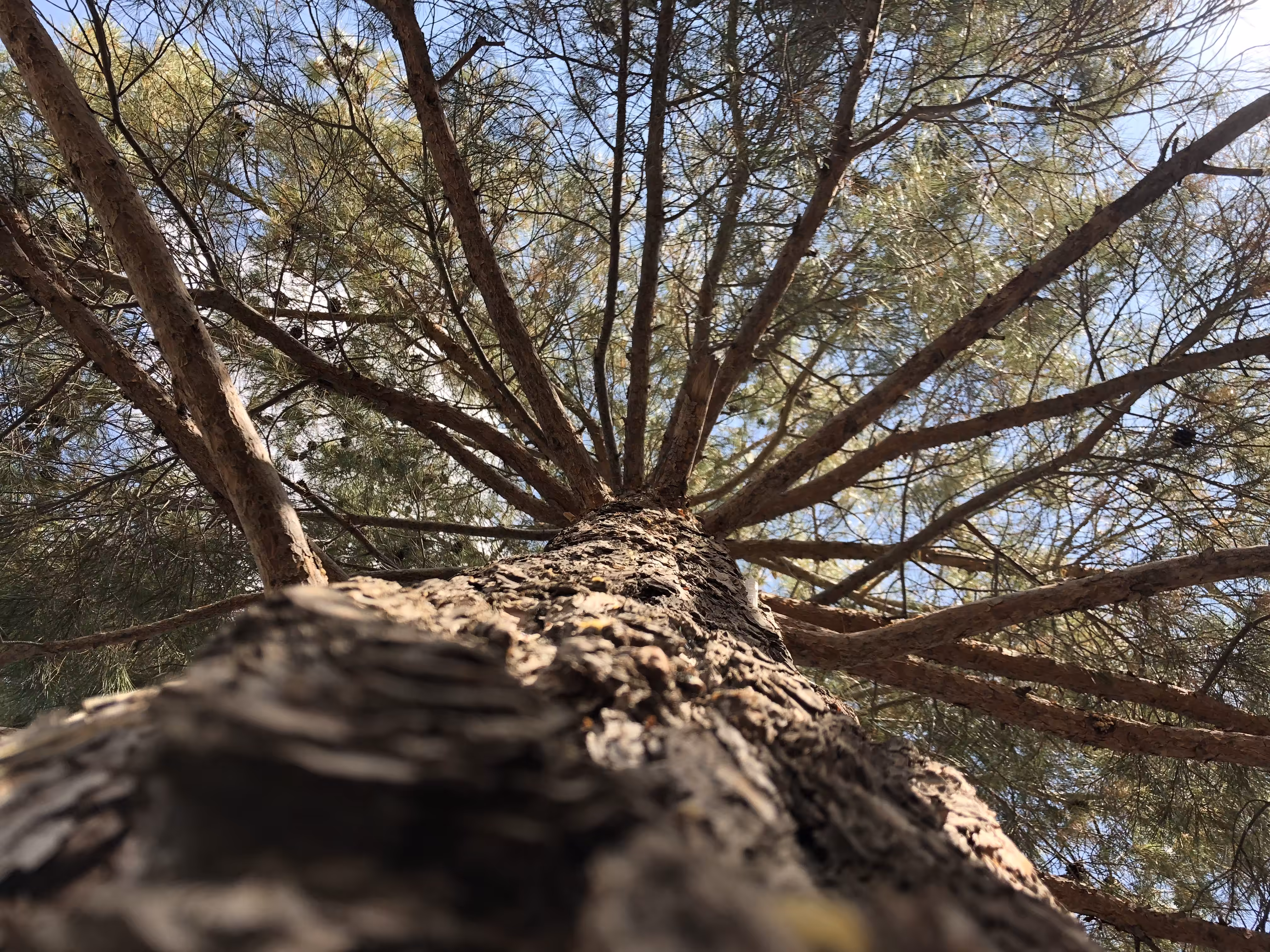 Hug the Tree