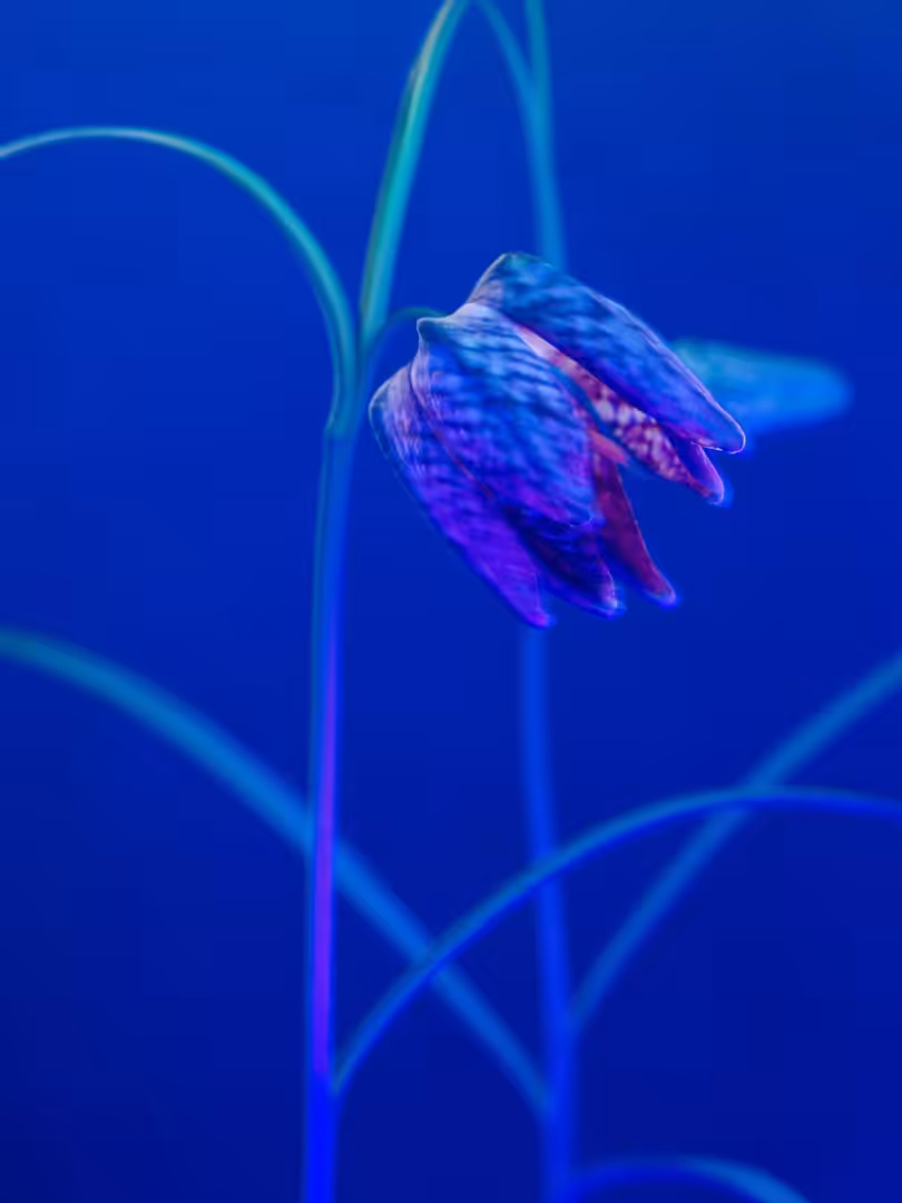 February 2020.  Fritillary.