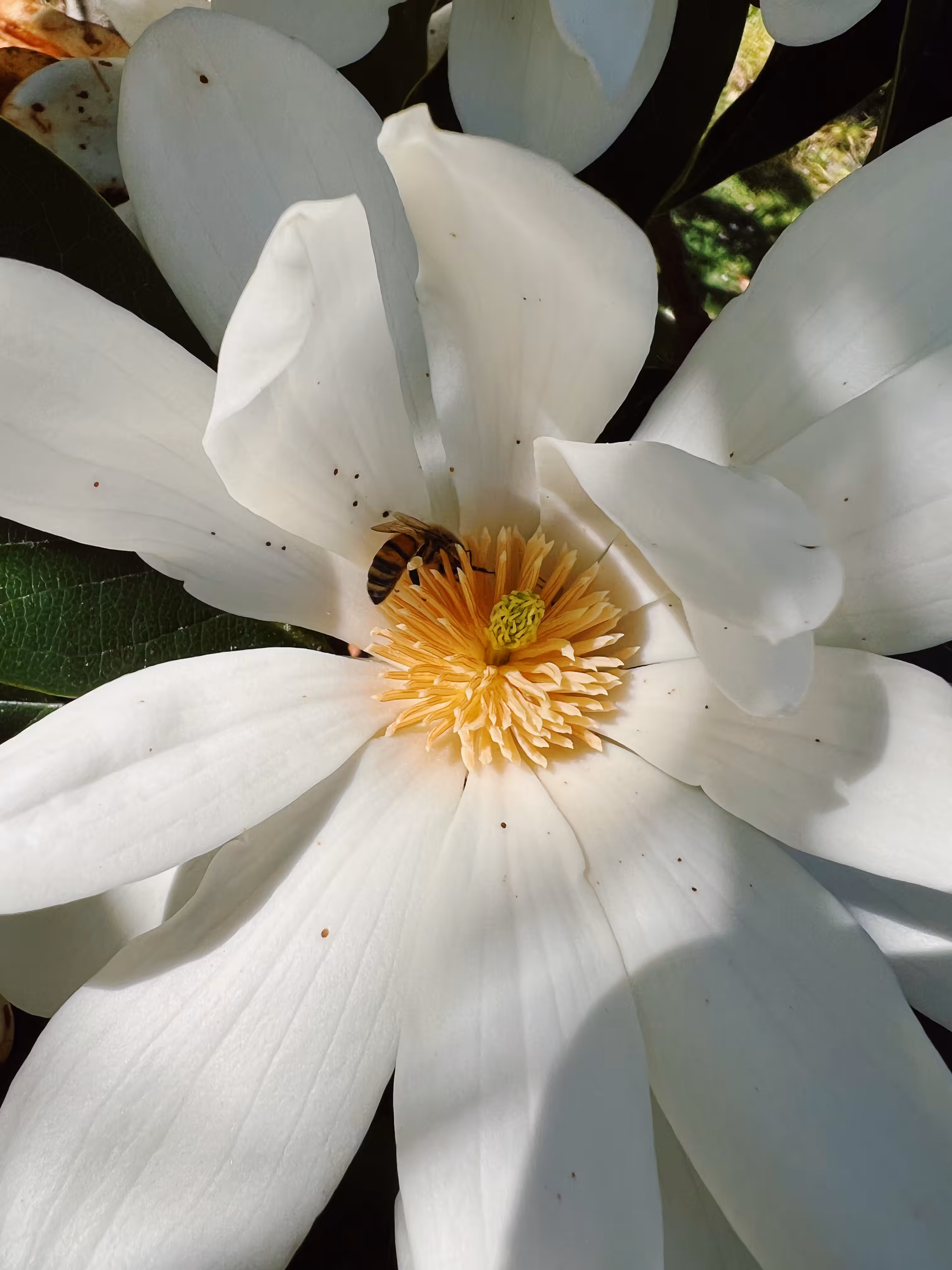 🐝