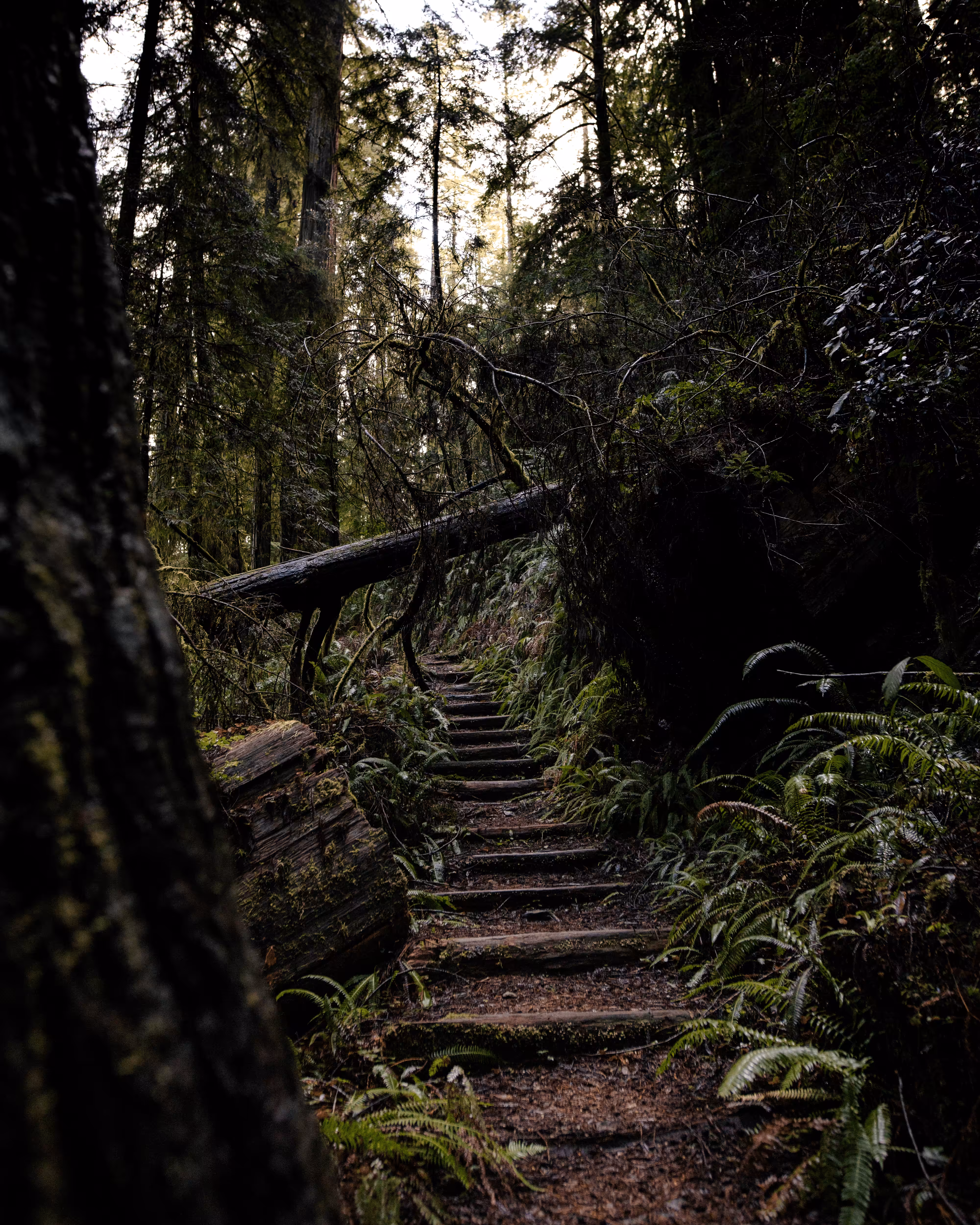Stairs to Darkness - A Change for All #26