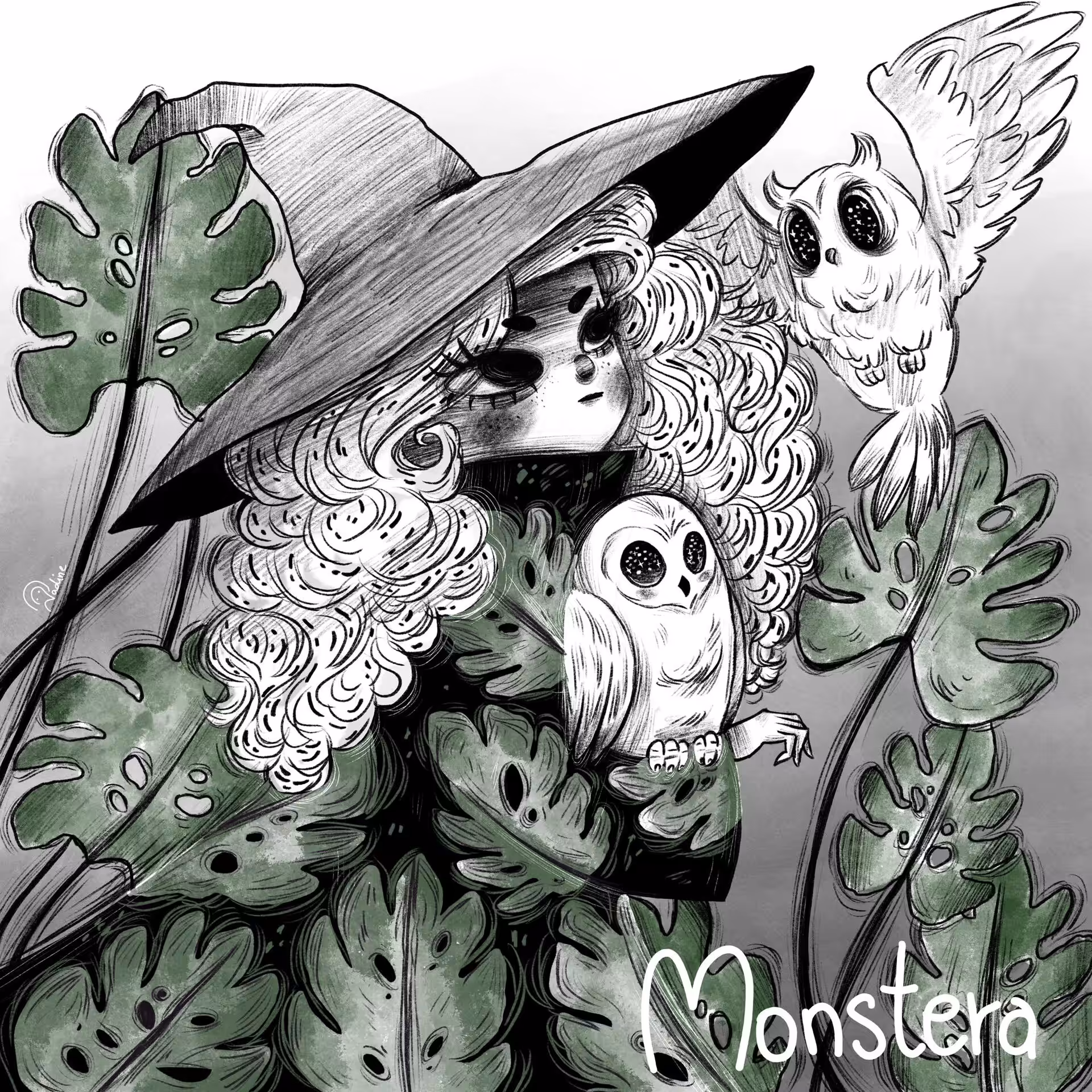 Monstera