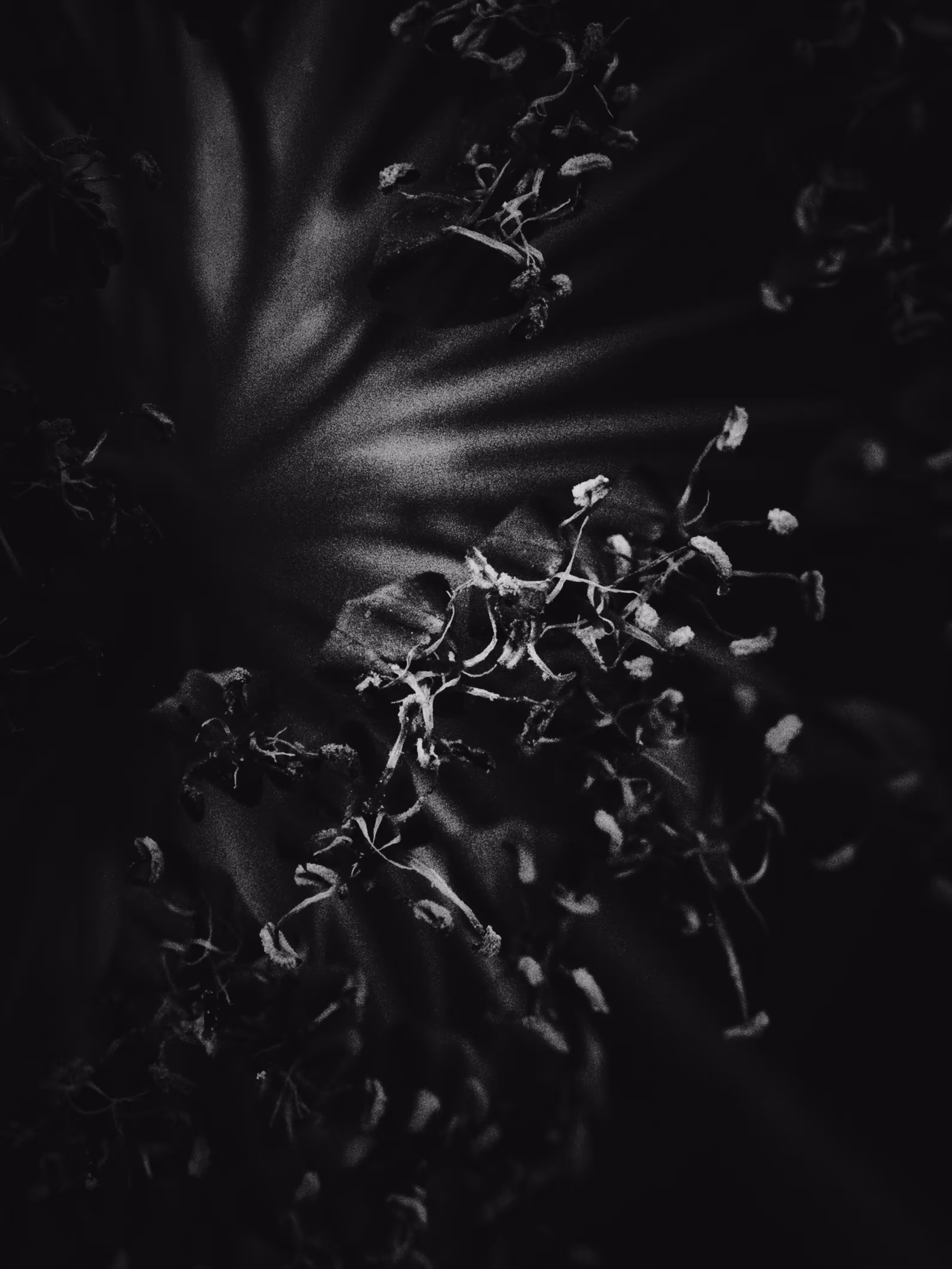 mono