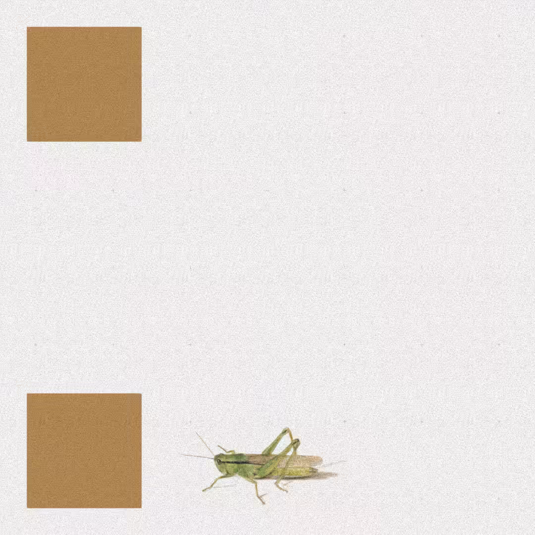 Grasshopper #62
