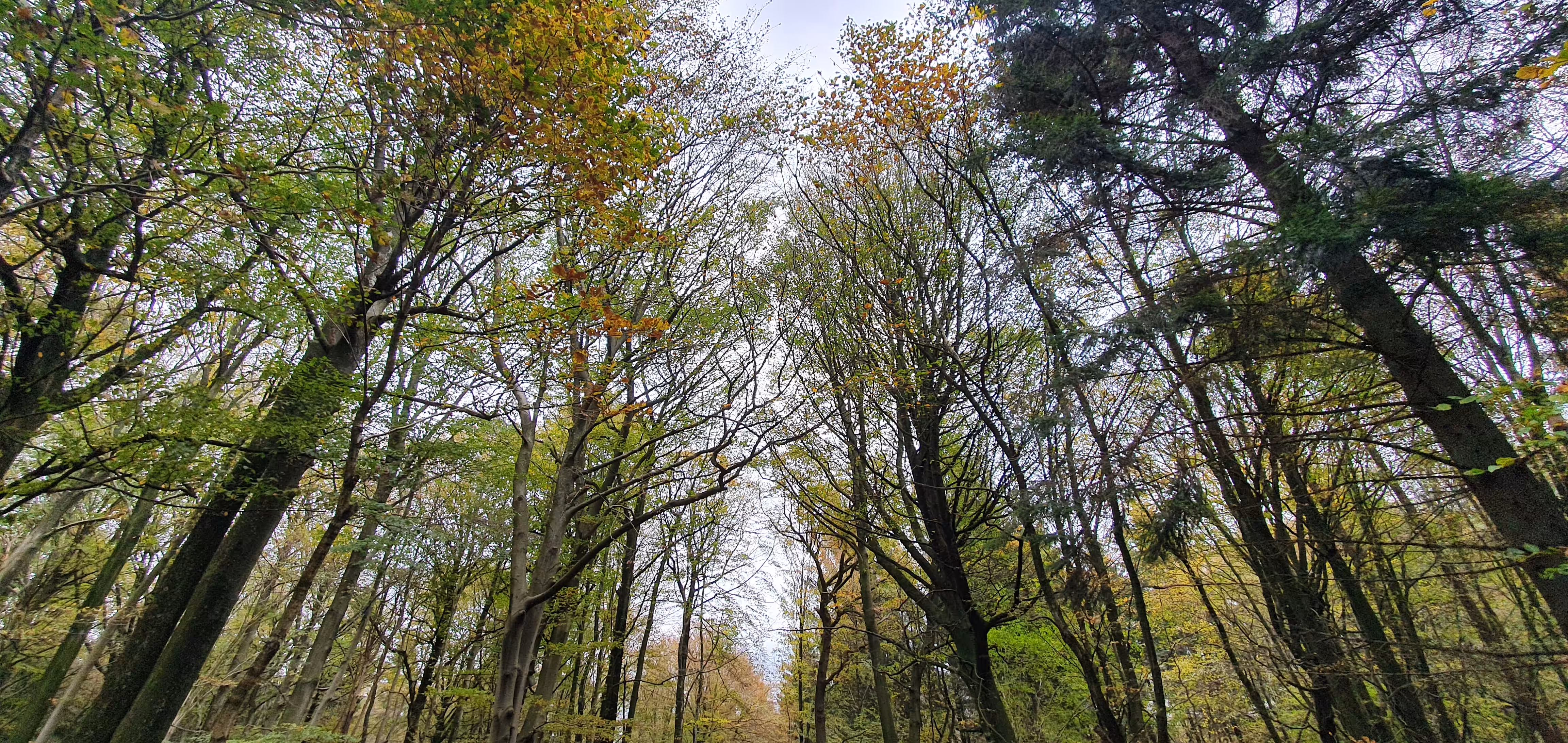 Autumn's Towering Tapestry