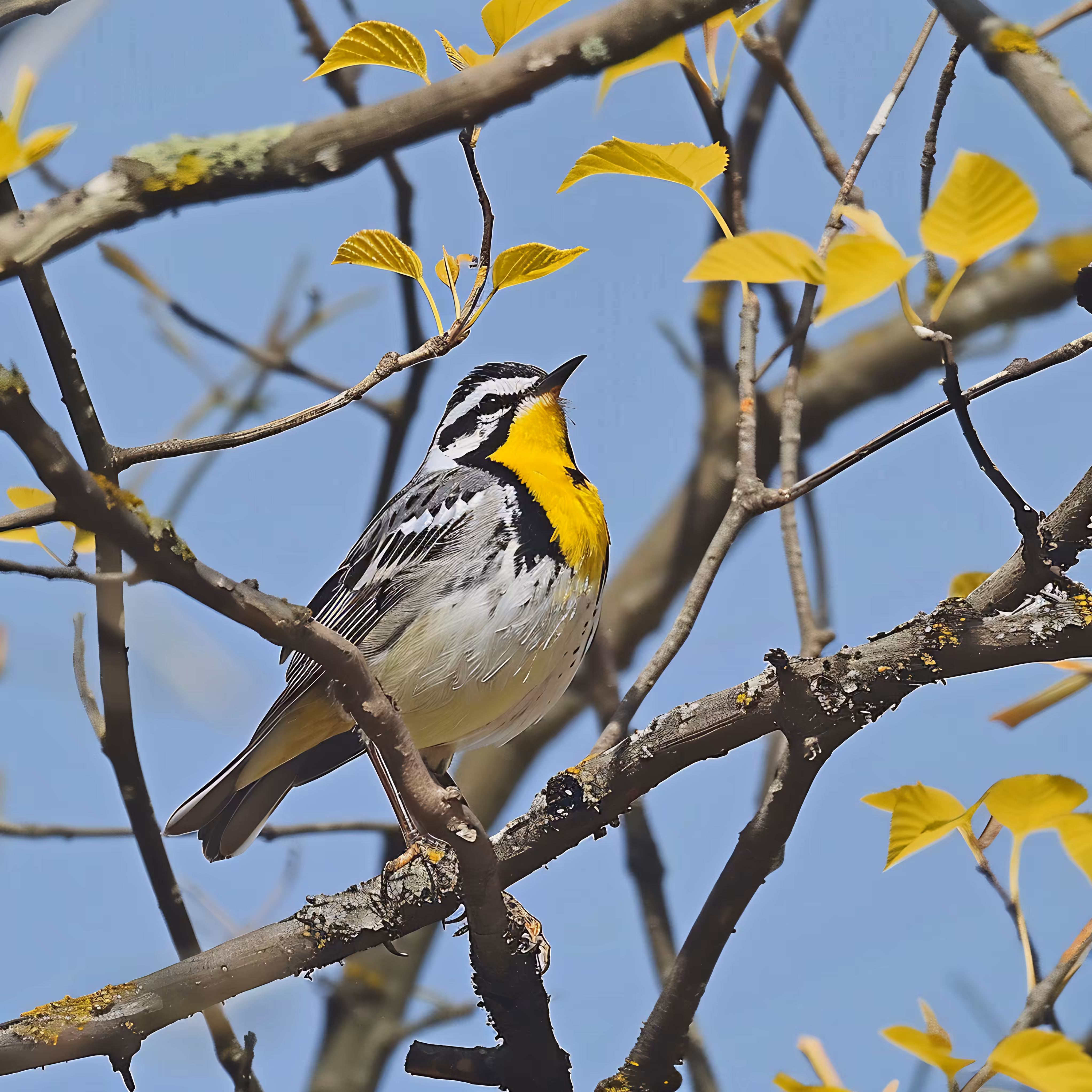 Setophaga dominica