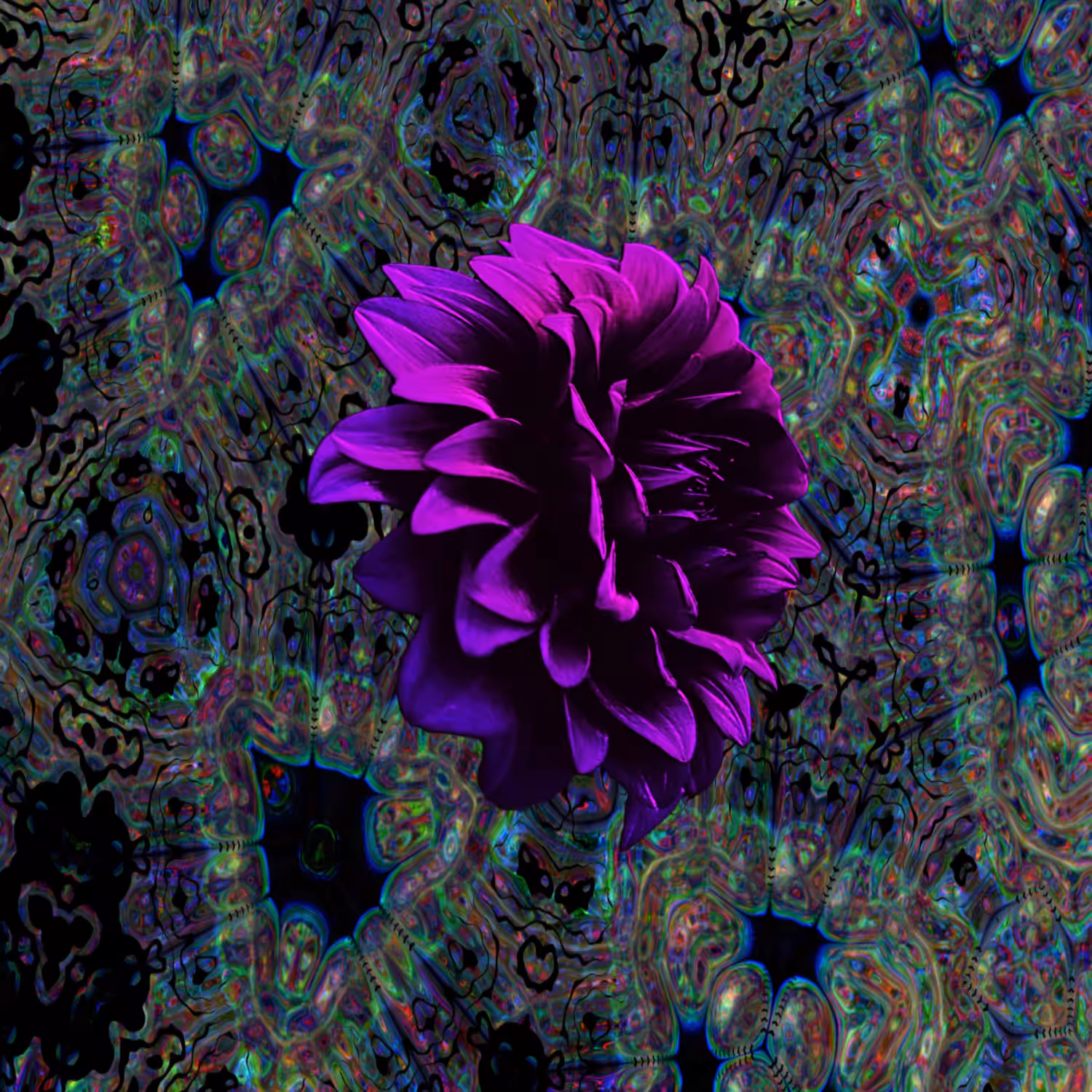 Glow of a purple rose
