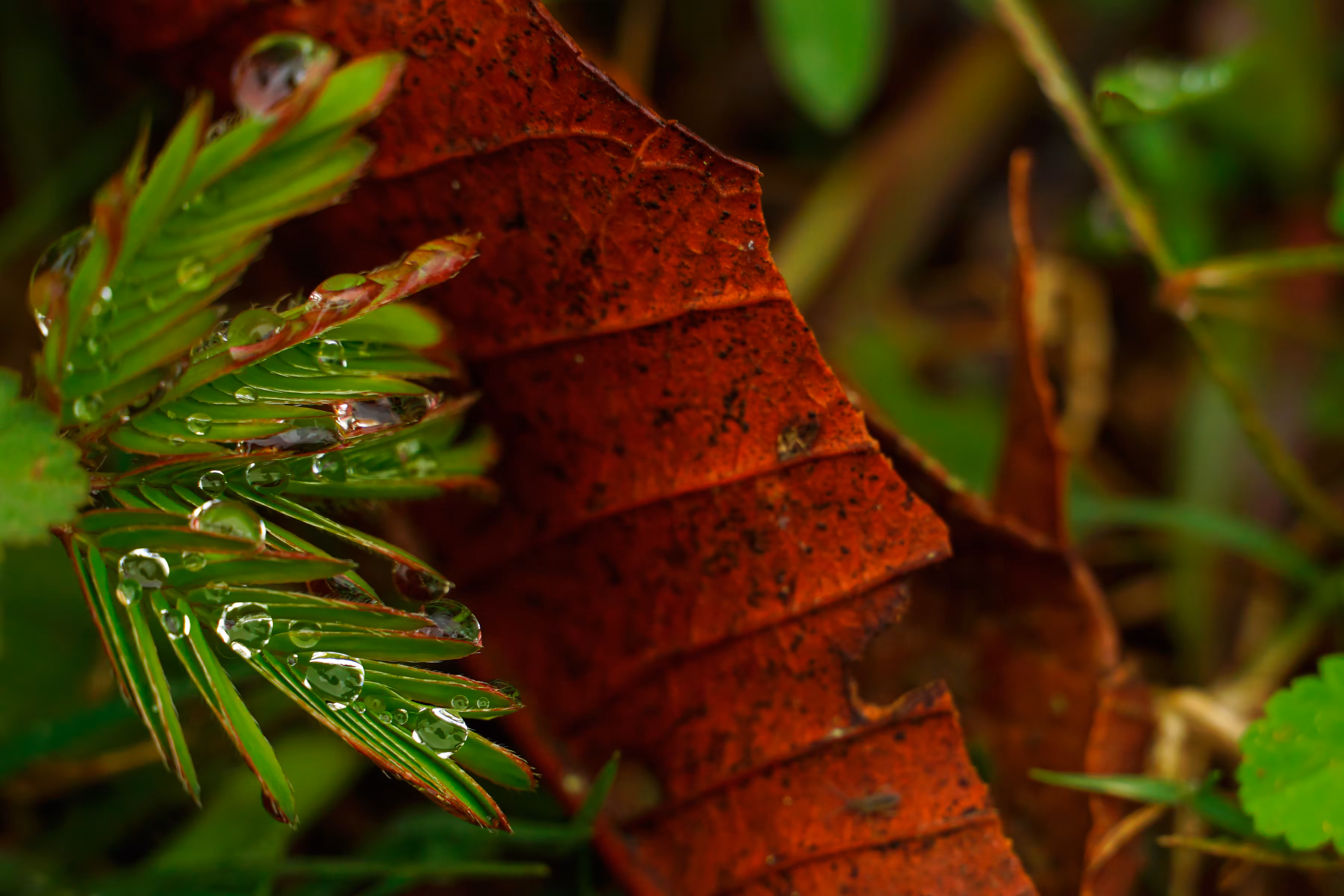 Drops in the rainforest #5