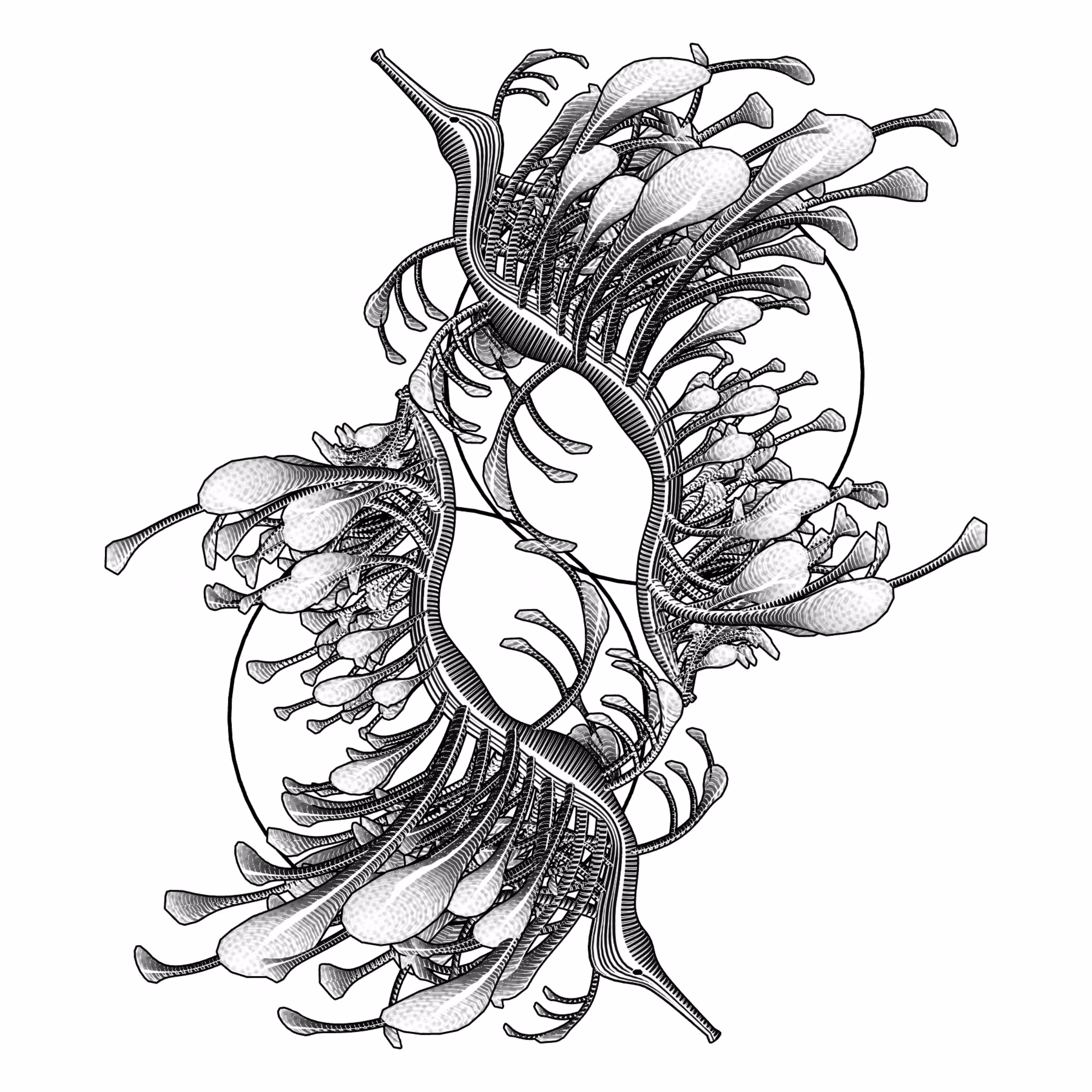 Seadragons #697