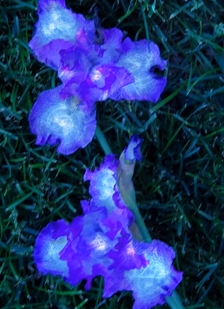 Glow