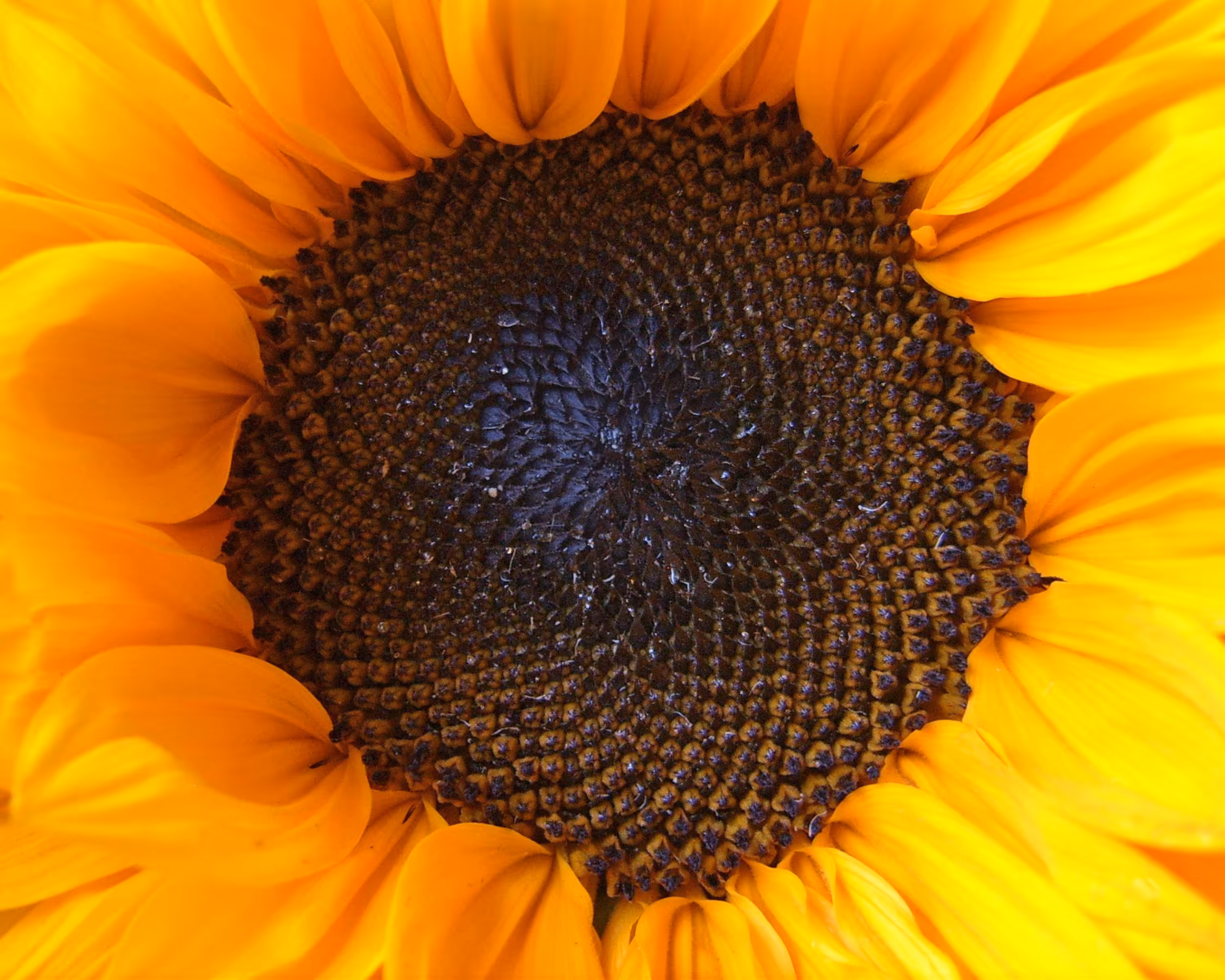 Sunny Face
