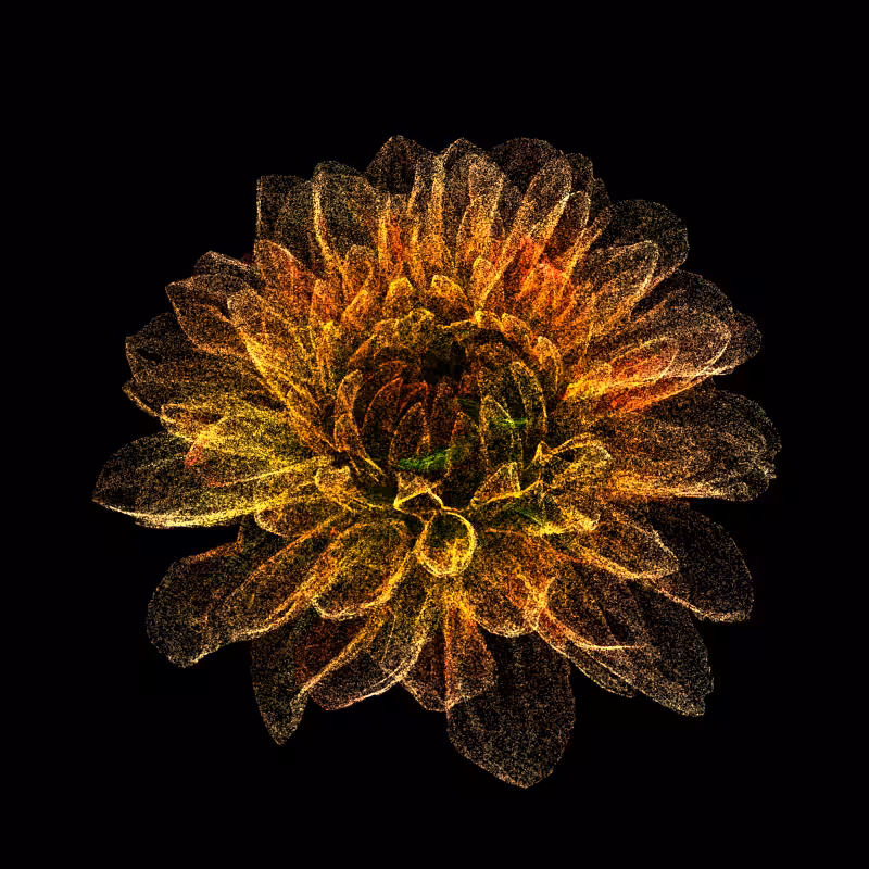 Dahlia Pinnata 30 #213