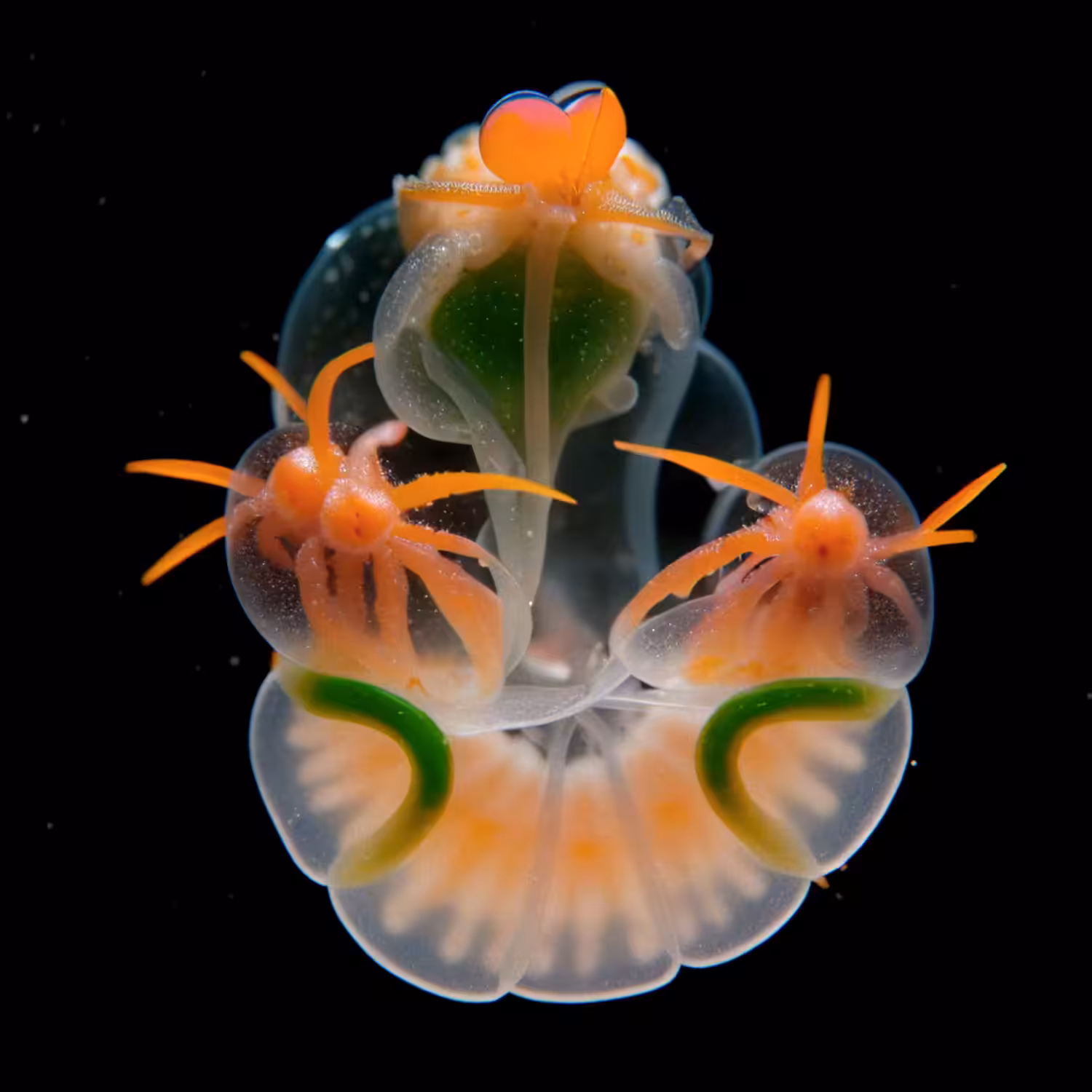 Isopodula Luminata