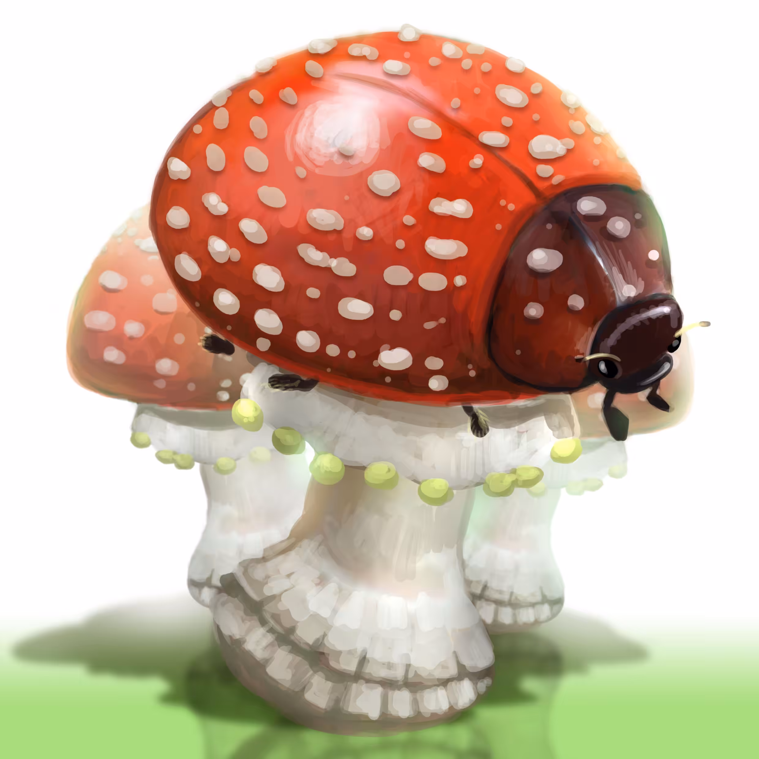 Lady bird amanitamuscaria