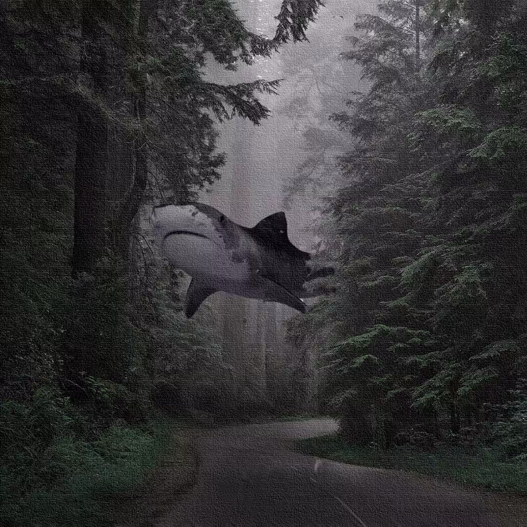 Fly 