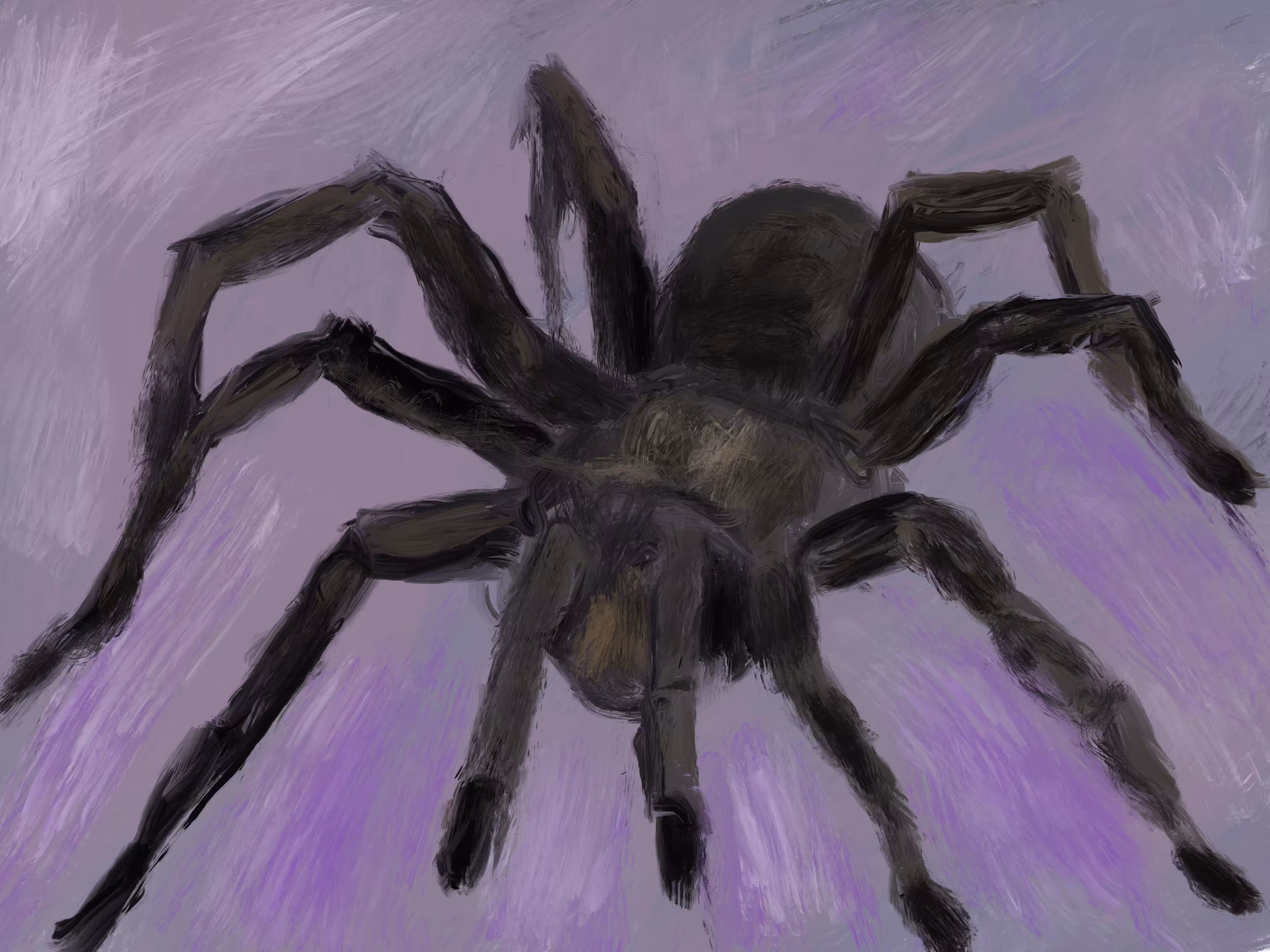 Spider