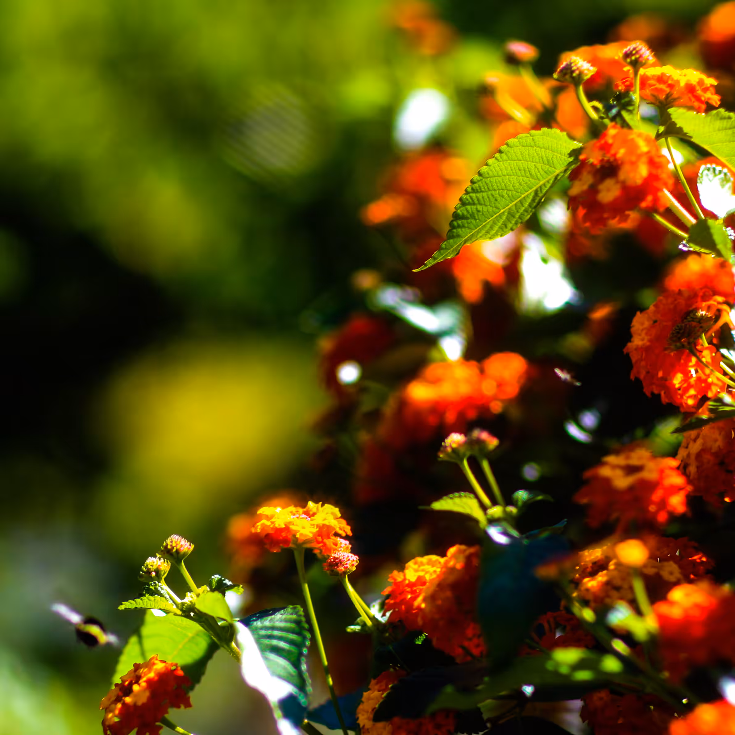 Lantana camara with Bee