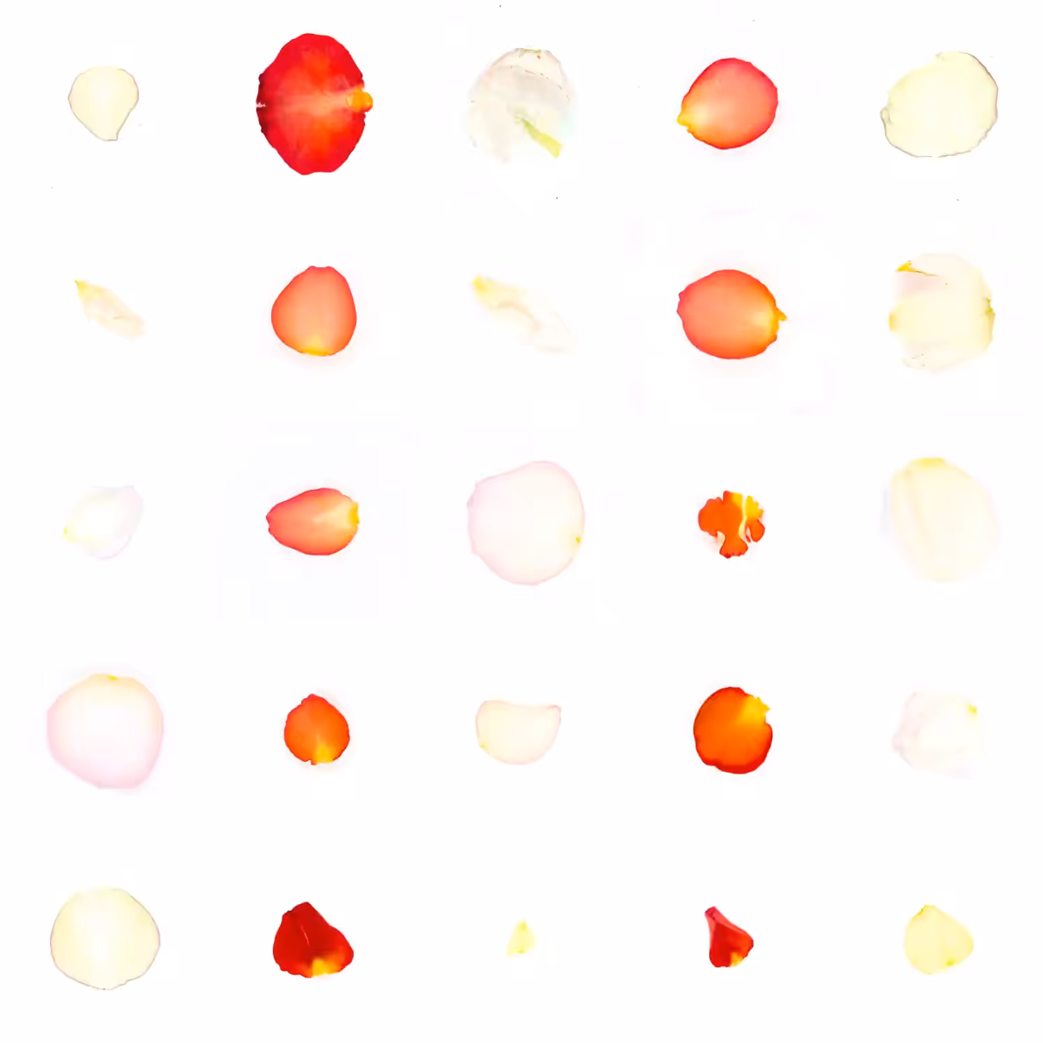 Infinite Petals 5x5#20037