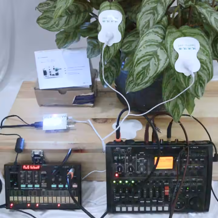 Sound of Aglaonema