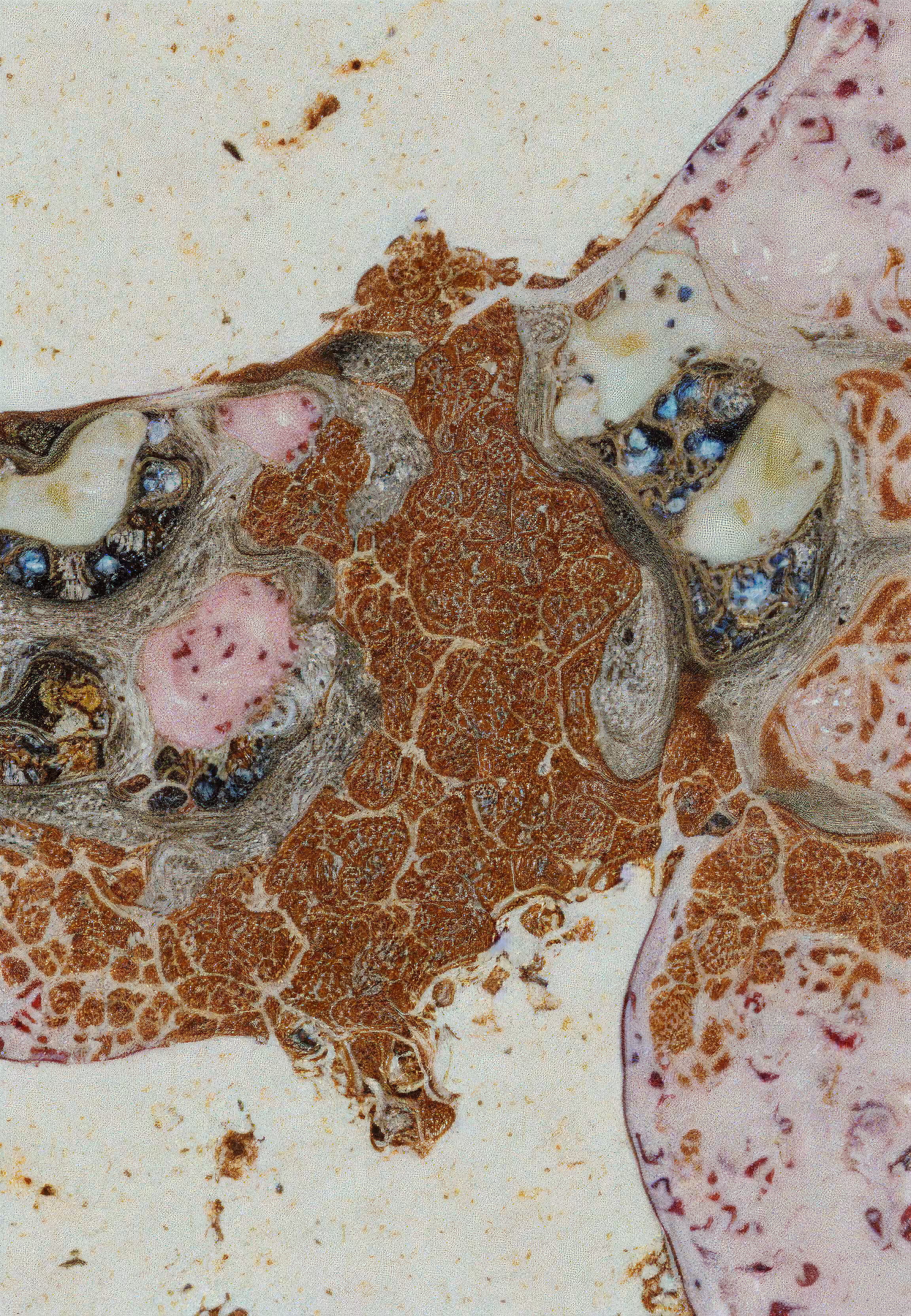 Histologia In Silico #32