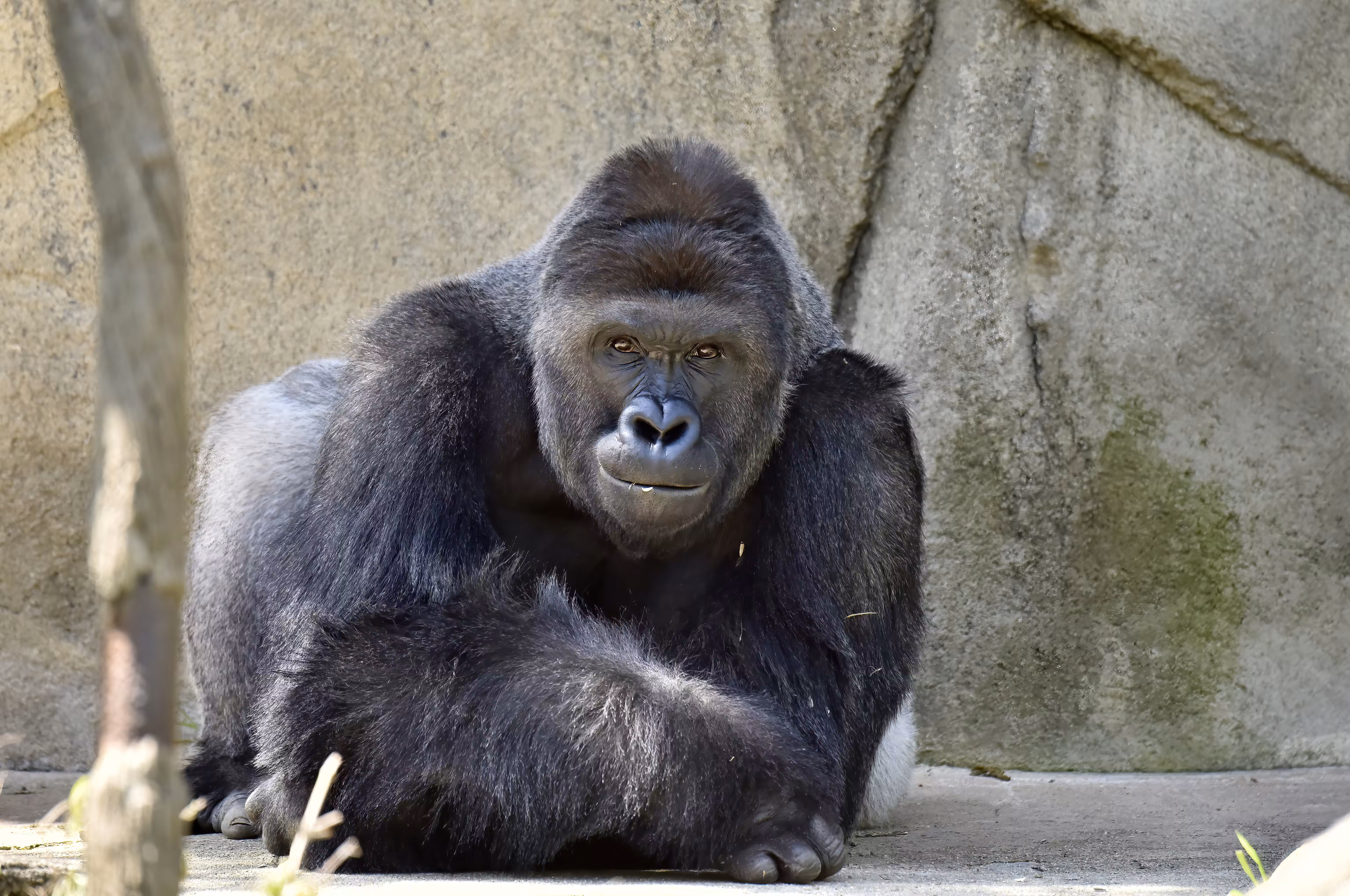 HARAMBE: LEGENDS #511