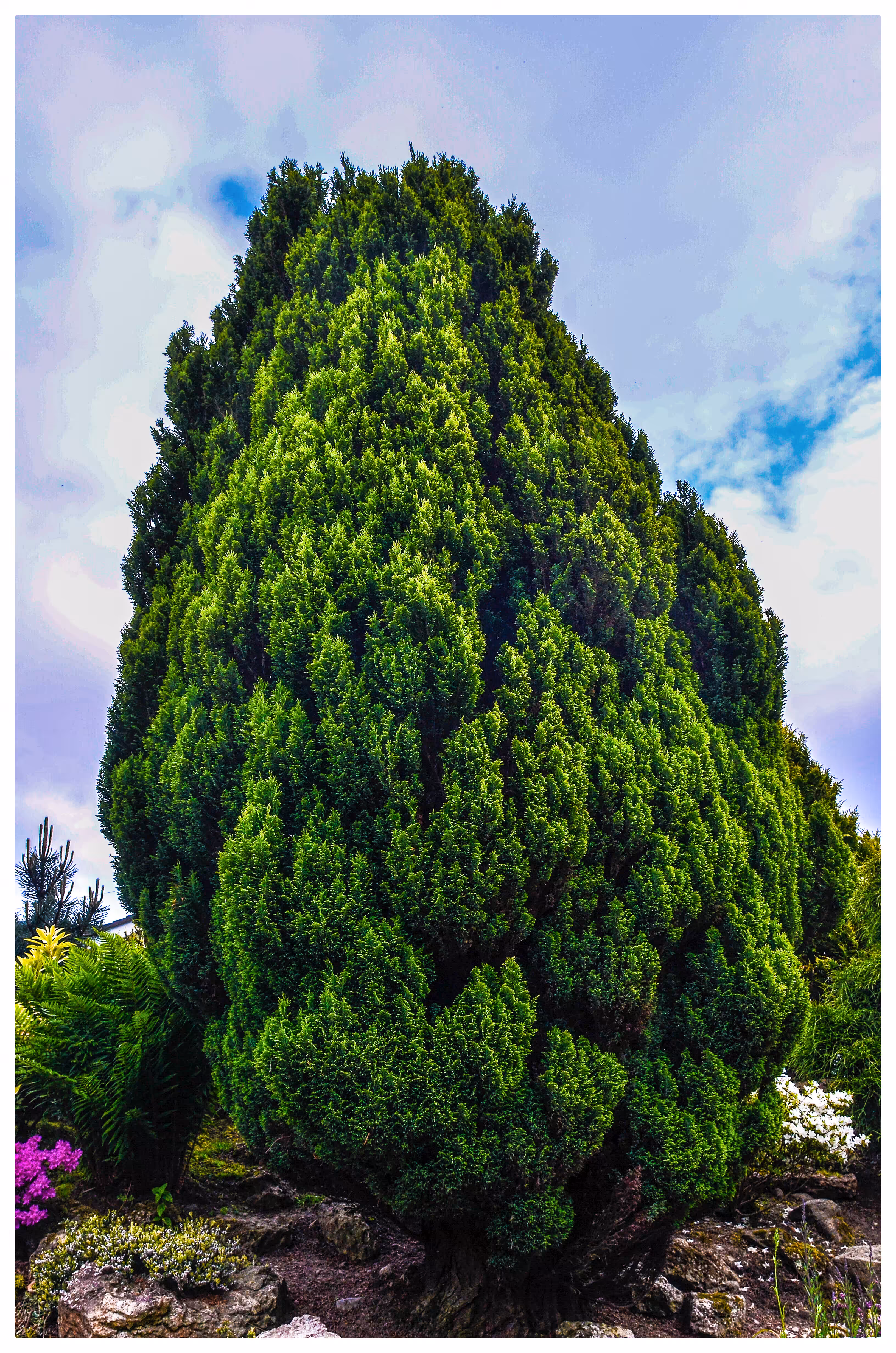 Tree