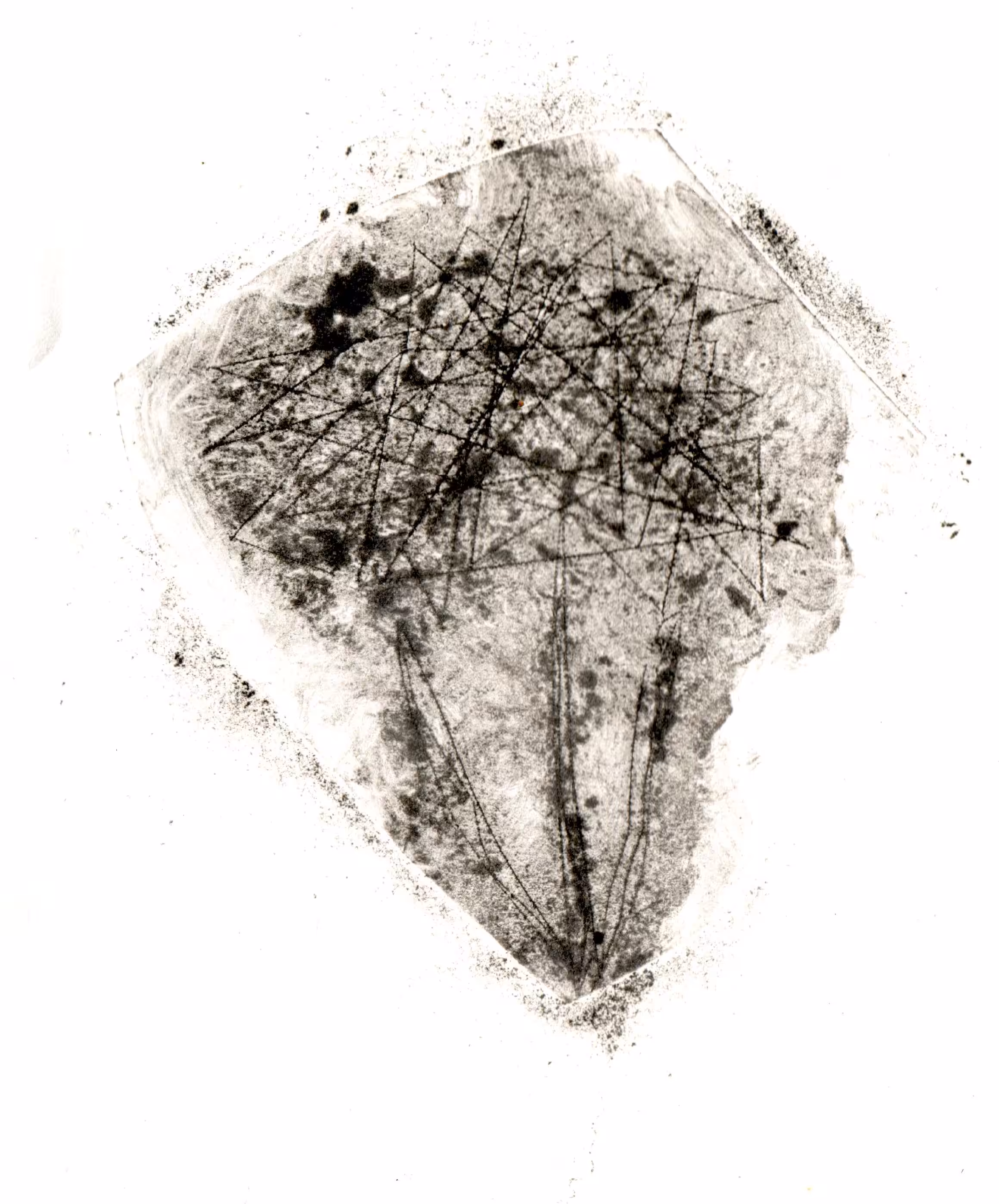 a flower