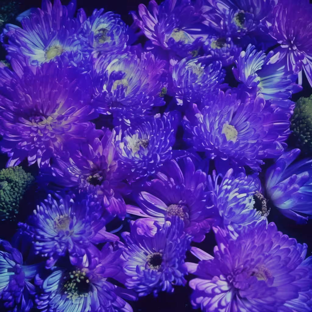 Bloom #11