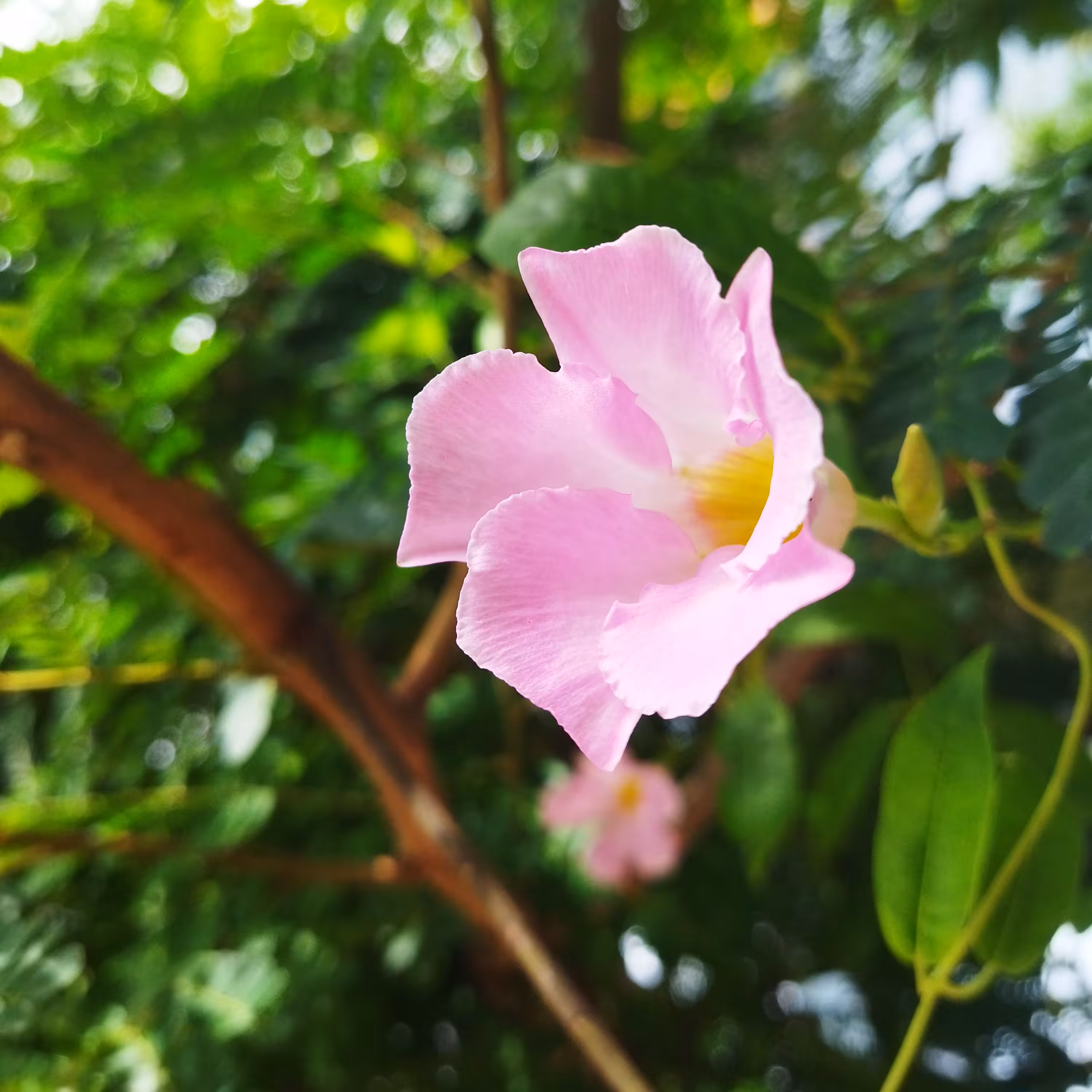 Blooming Alone