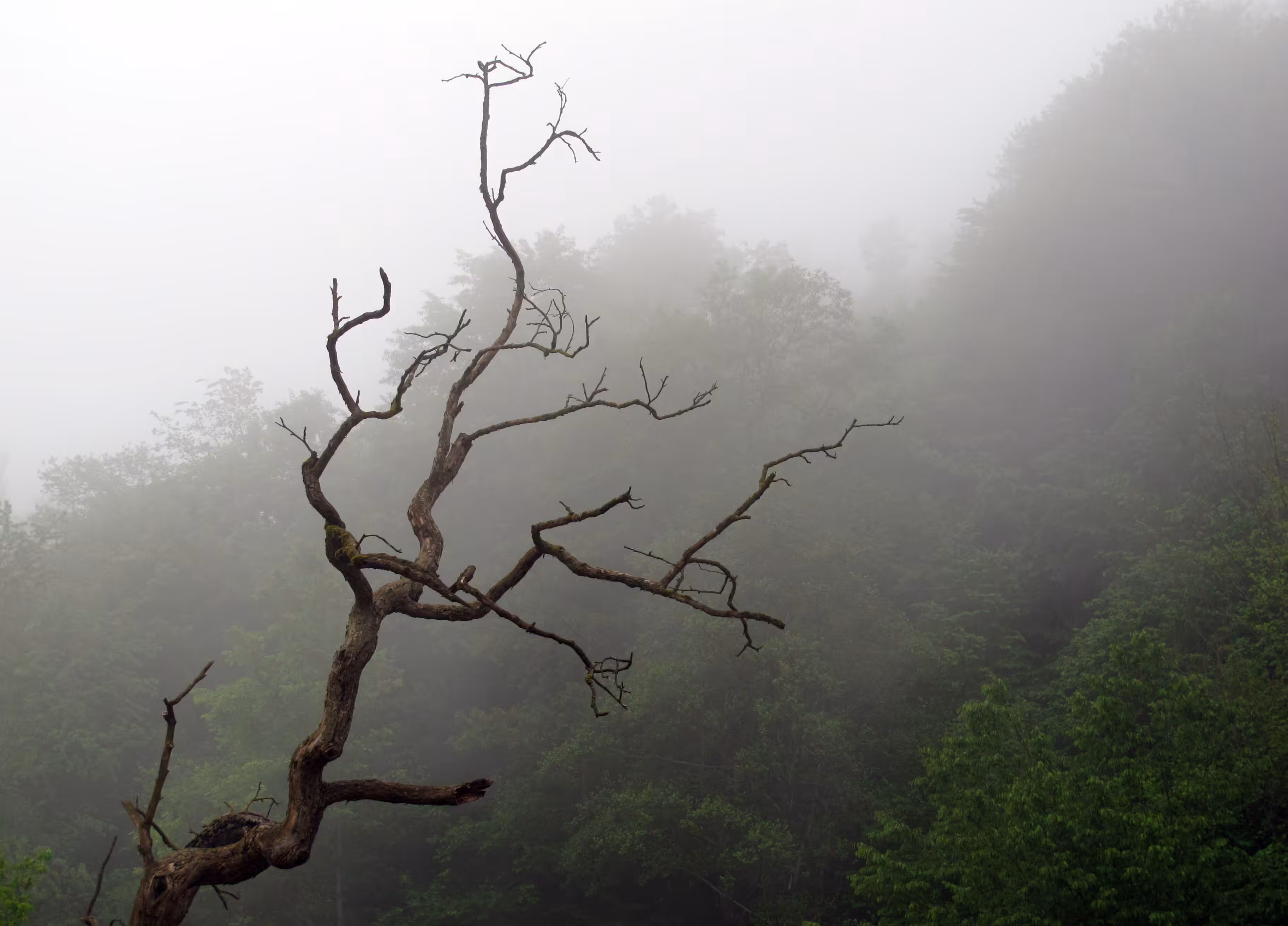 Tree and fog