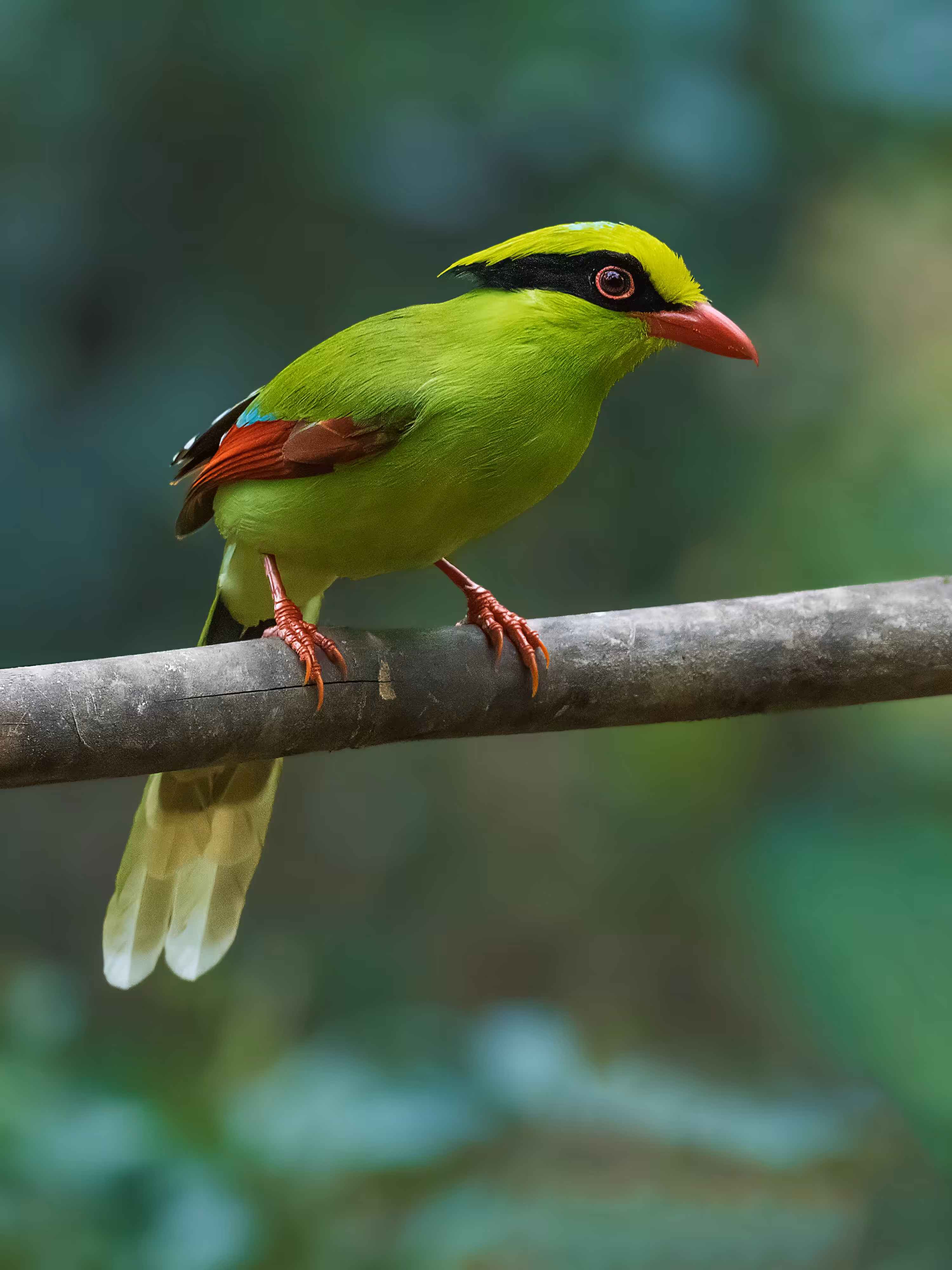 Green Magpie