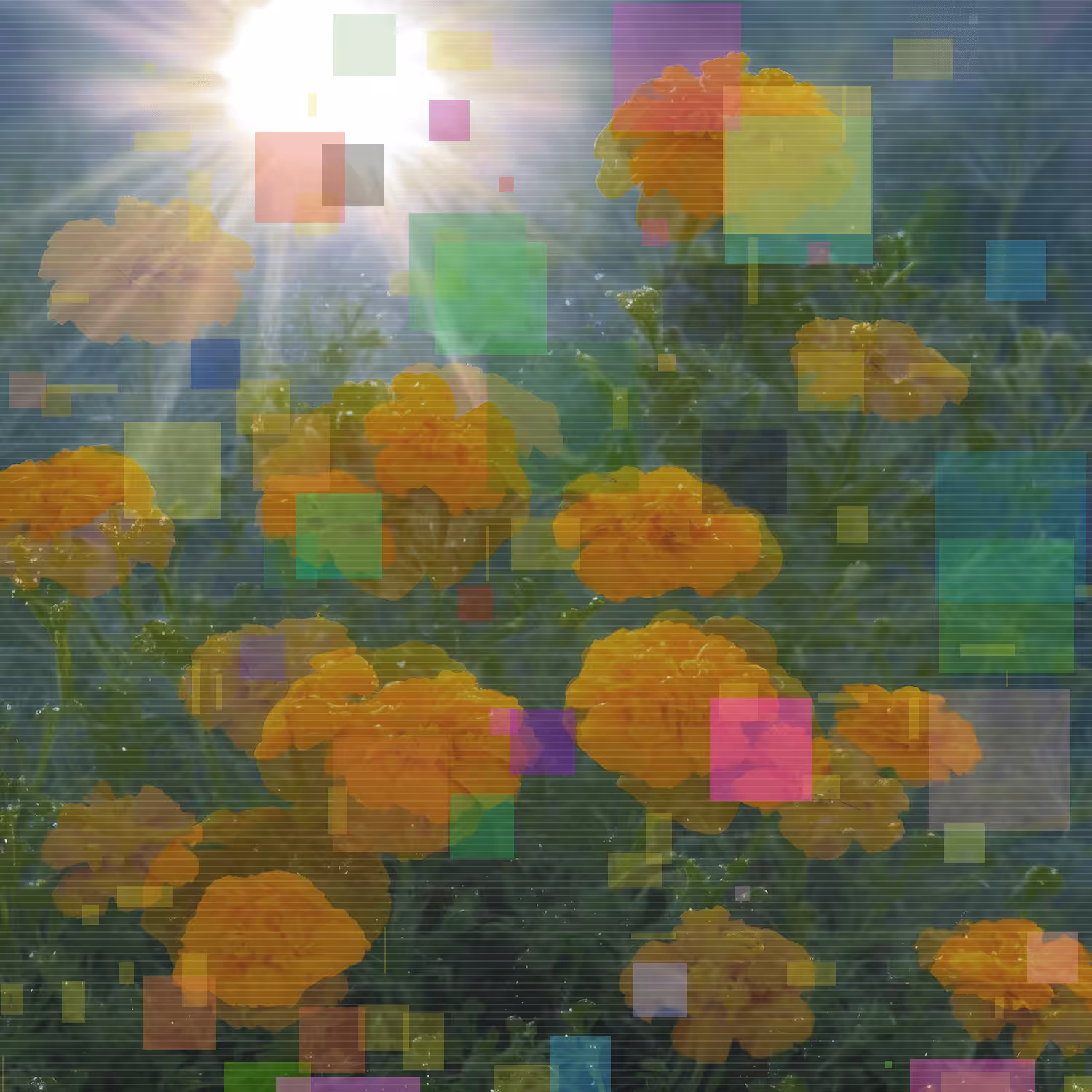 Marigolds #5