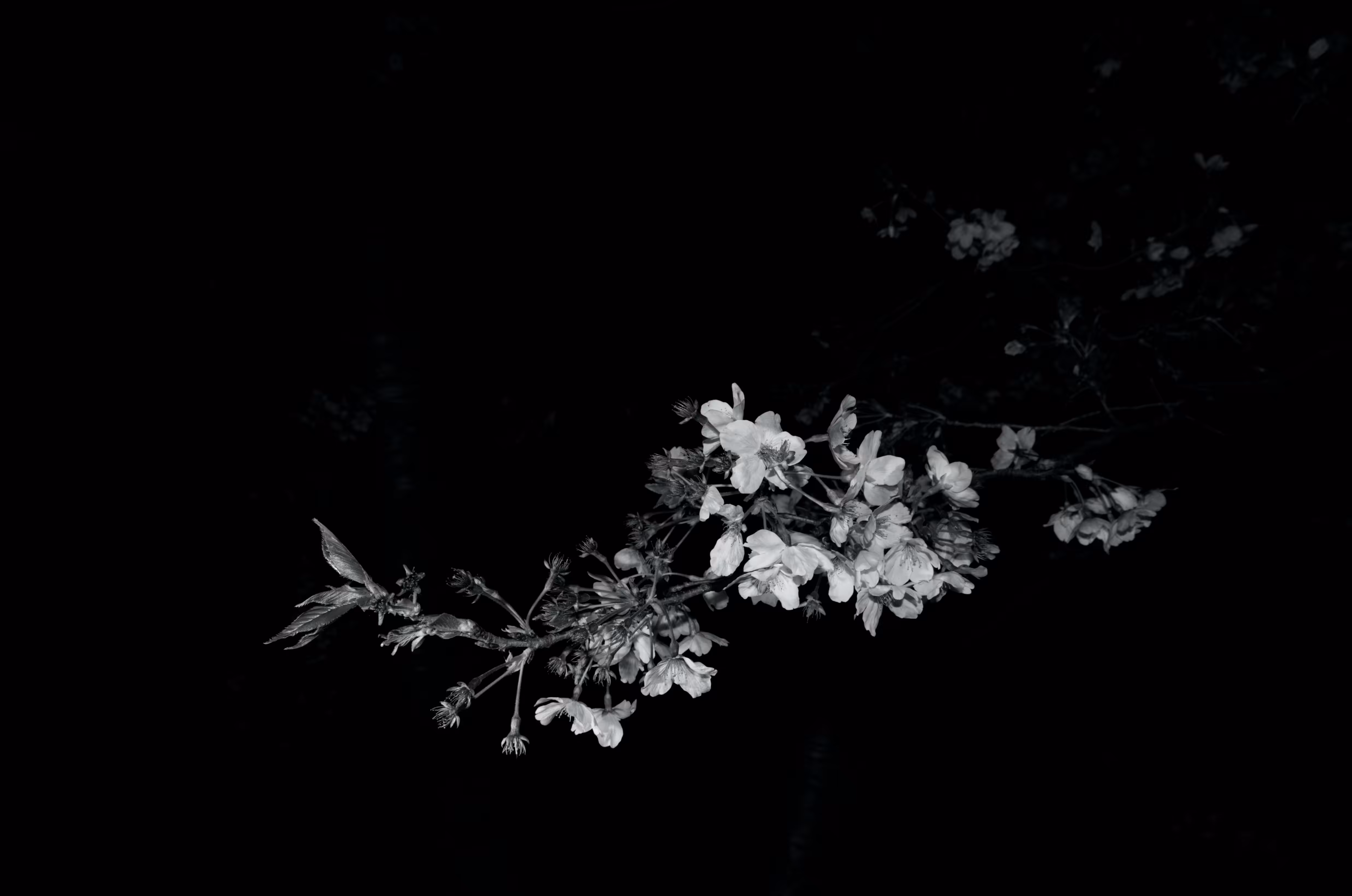 Heaven Series: Mark of Darkness – Flower