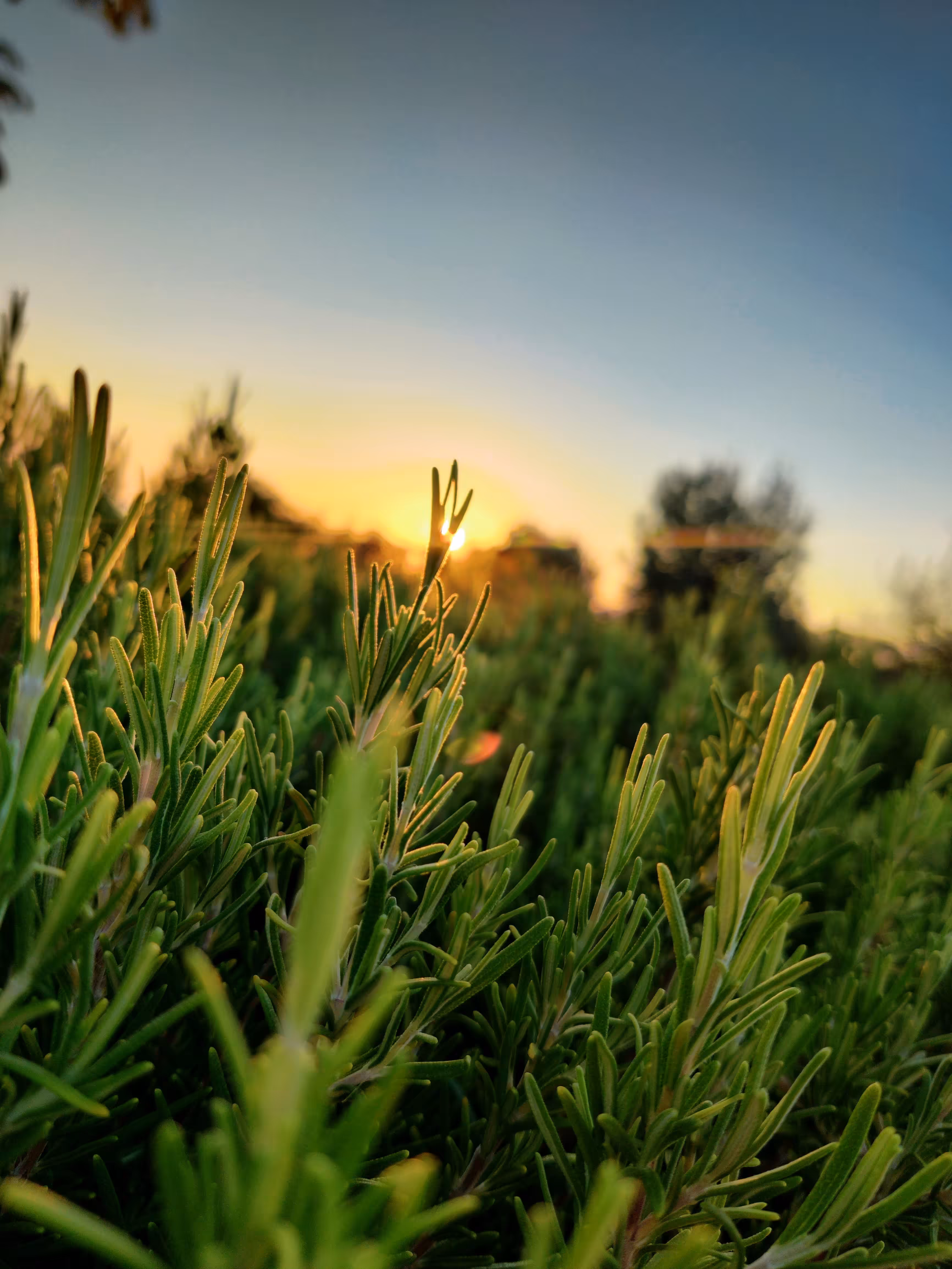 Mobile photography CM