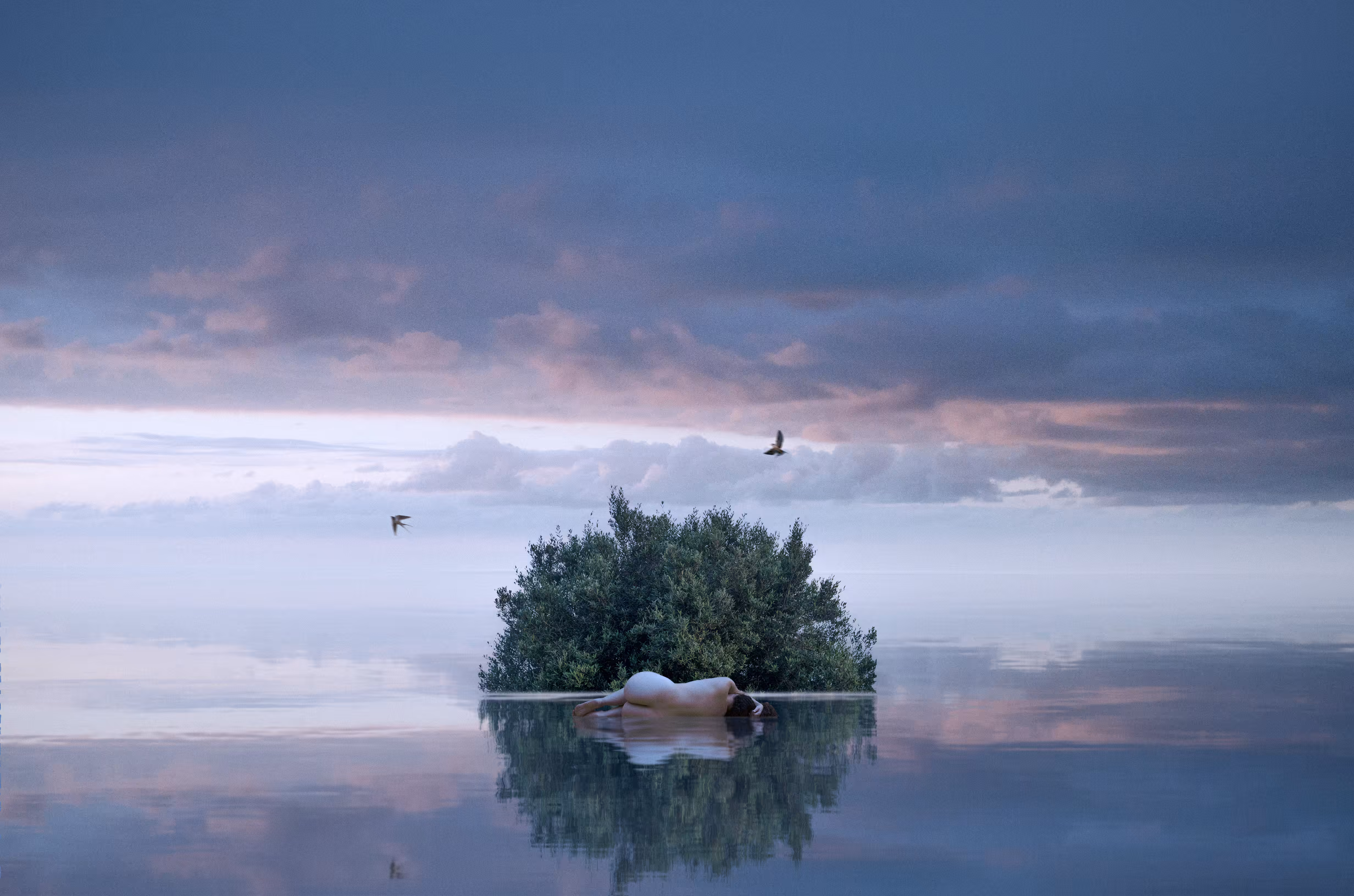 Swallow