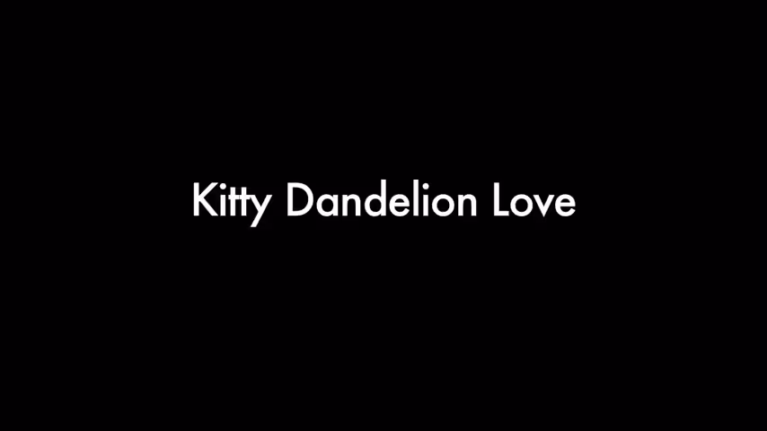 Kitty Dandelion Love