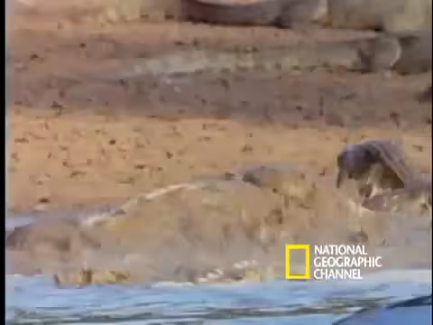 Song A DAO: The Hippo and the Crocodile | Song A Day #635
