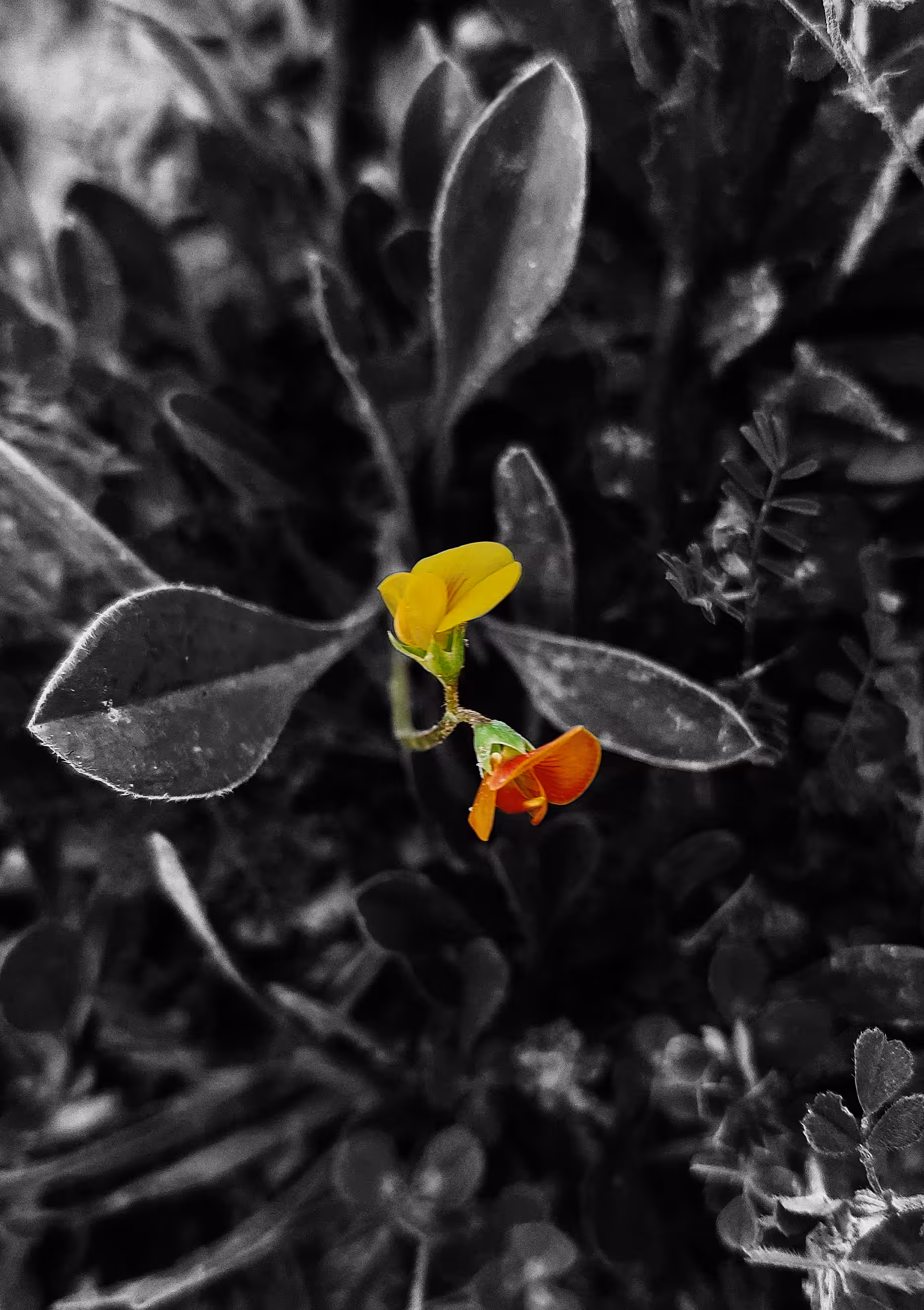 Small Flowers