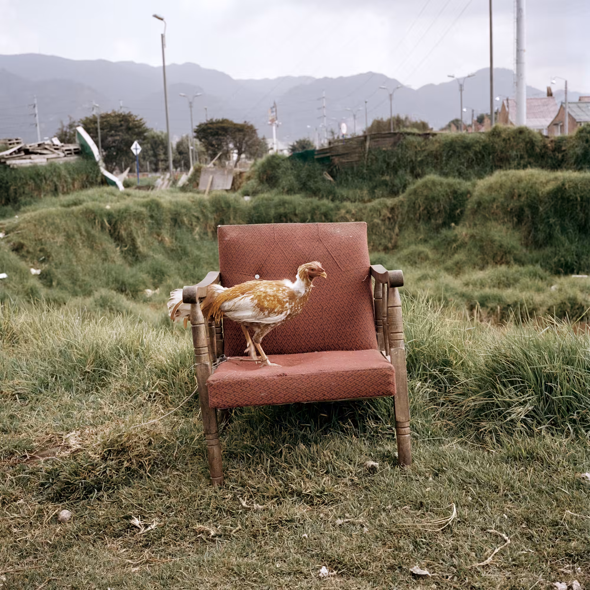 Dog Days, Bogotá #26