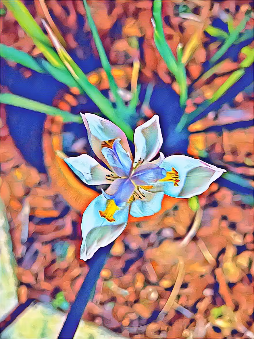 wild iris