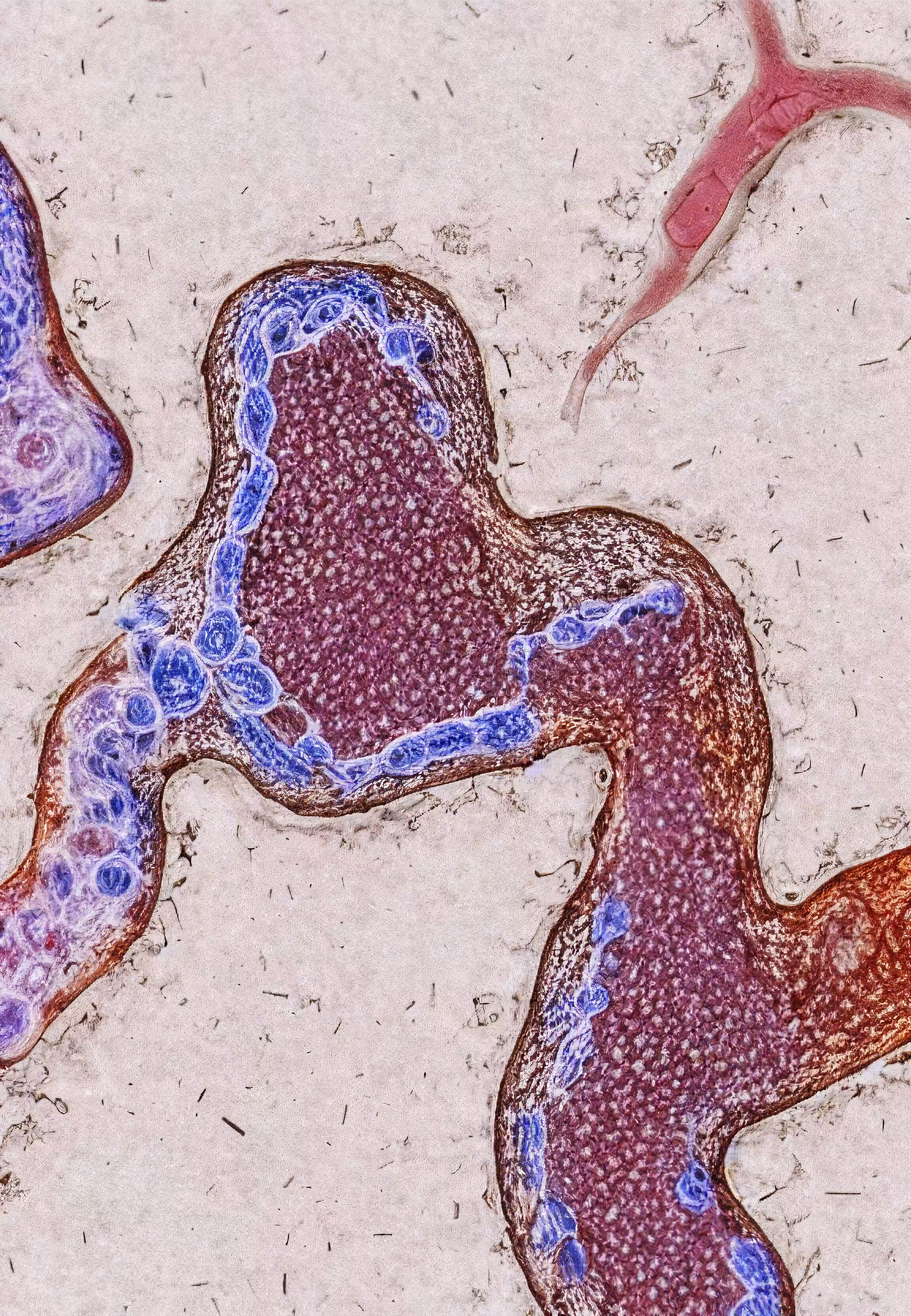 In Vivo, In Vitro, In Silico: Histologia In Silico #174