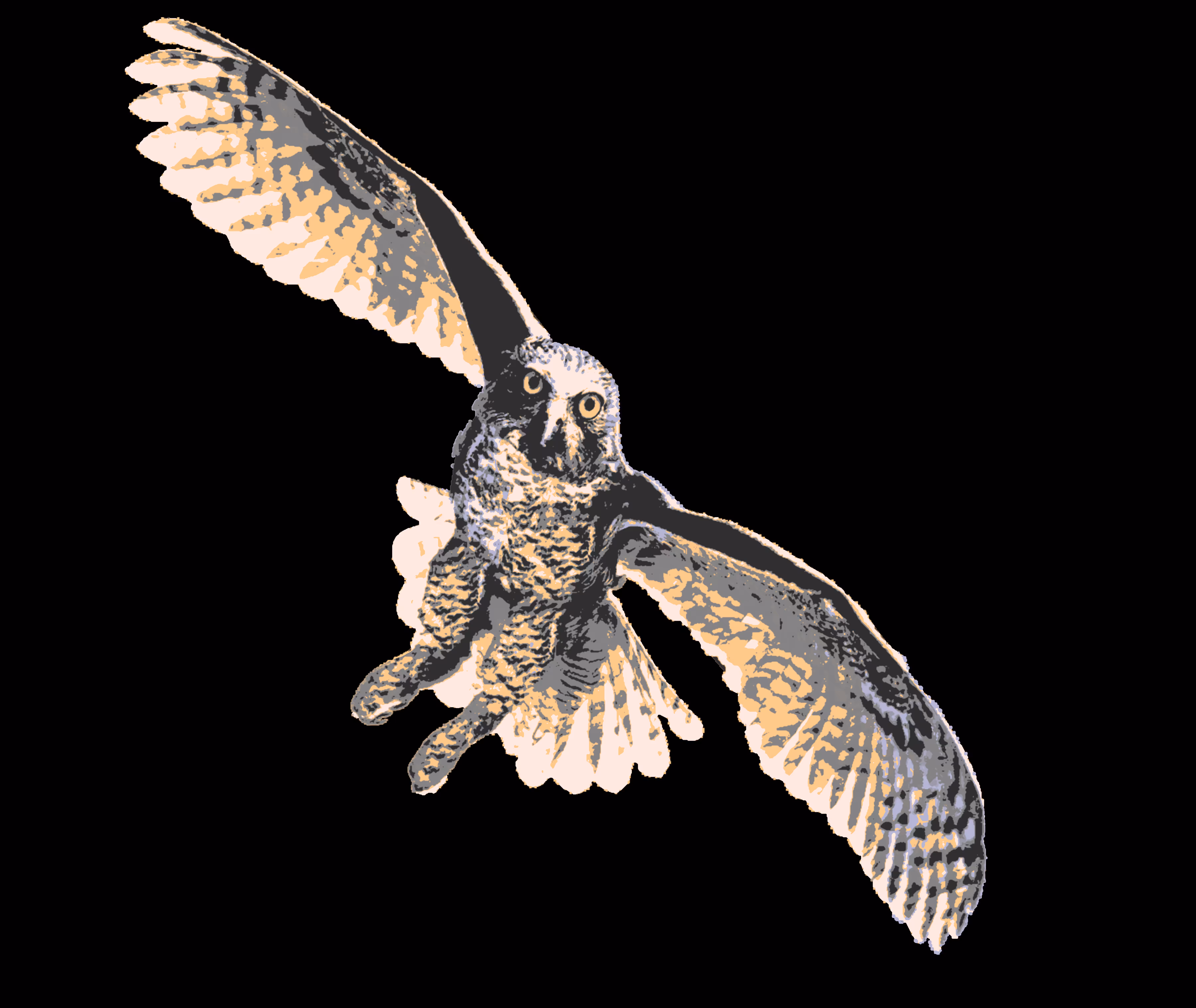 Powerful owl