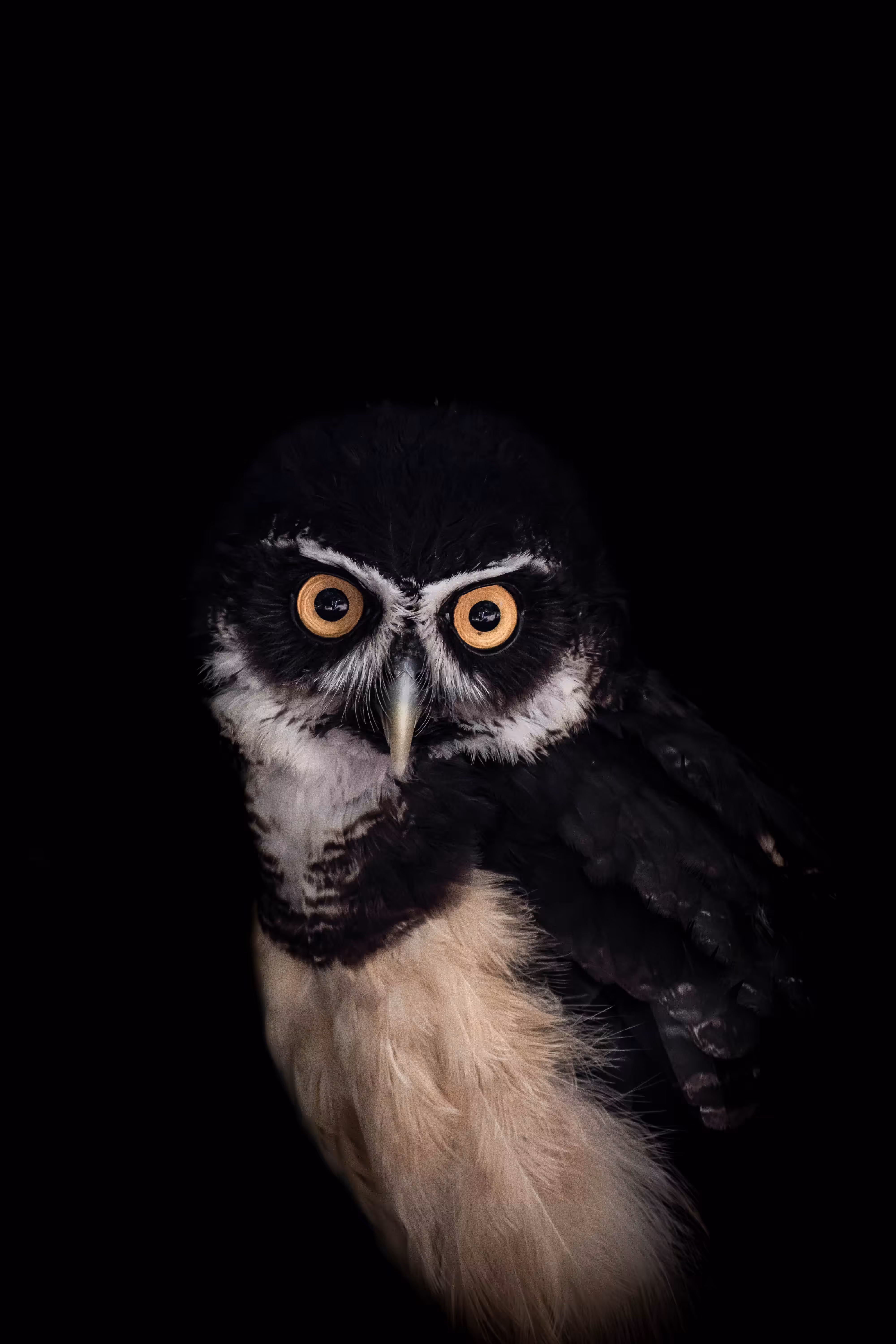Owl Portrait