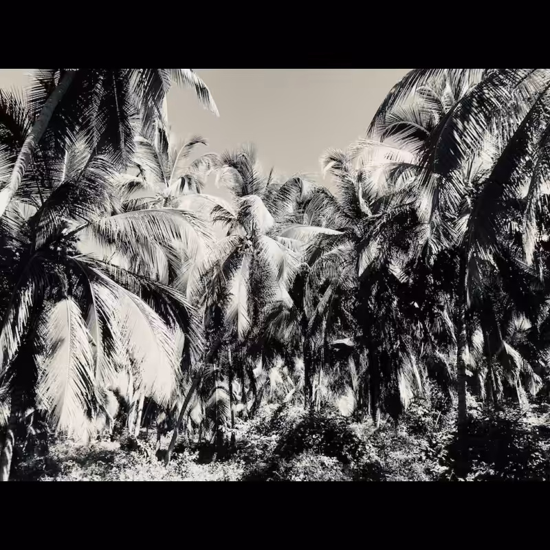 Palms (2022) #10